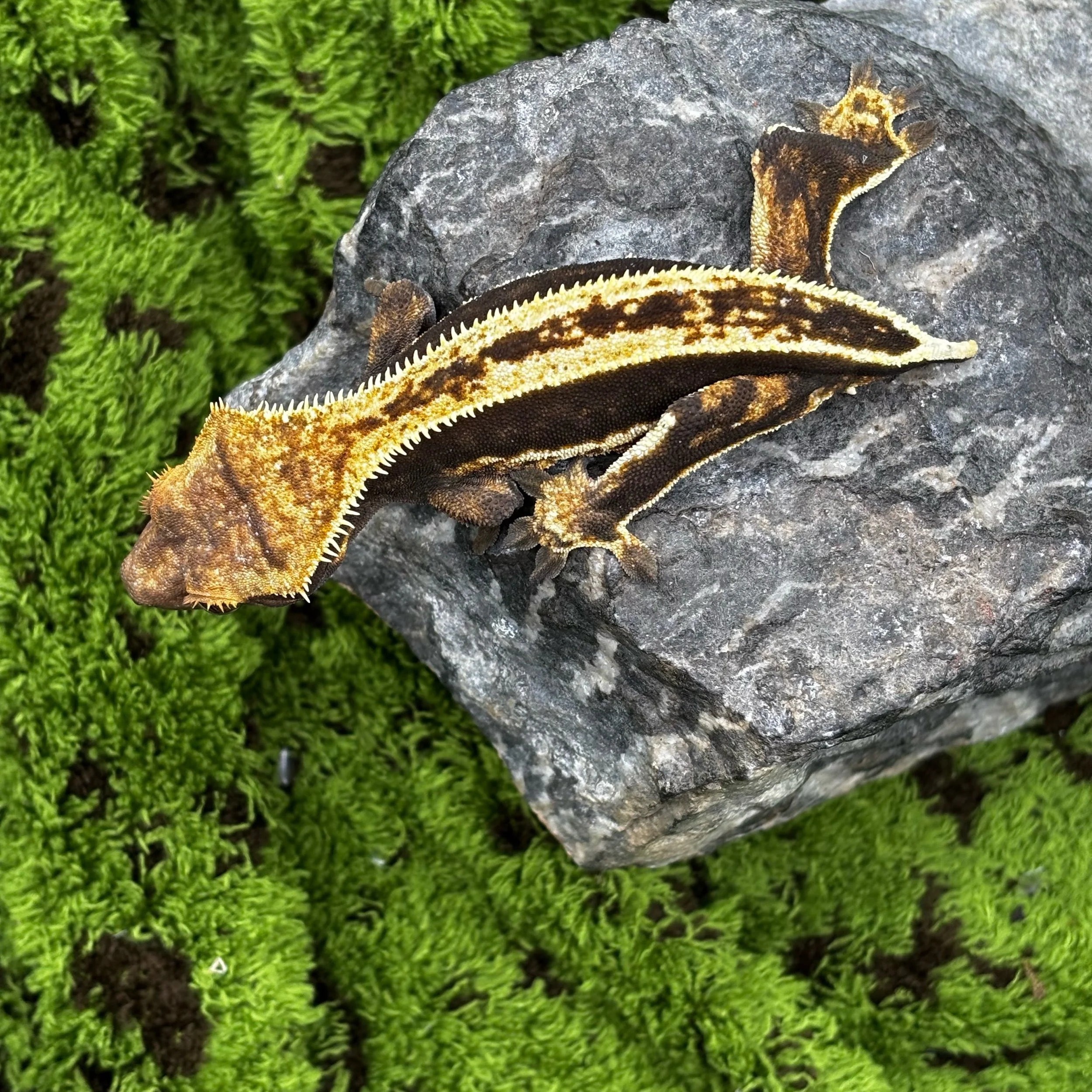 Full Pinstripe Crested Gecko For Sale - Female