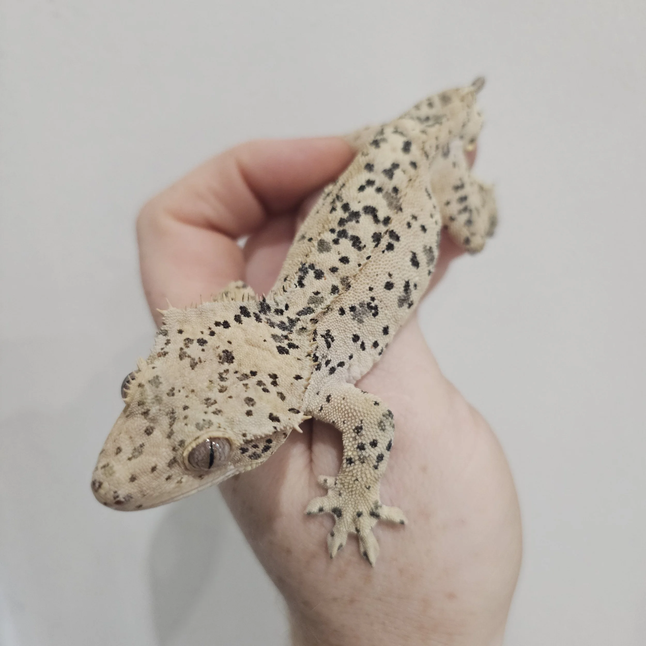 Stunning Superdal Crested Gecko For Sale - Picasso Offspring