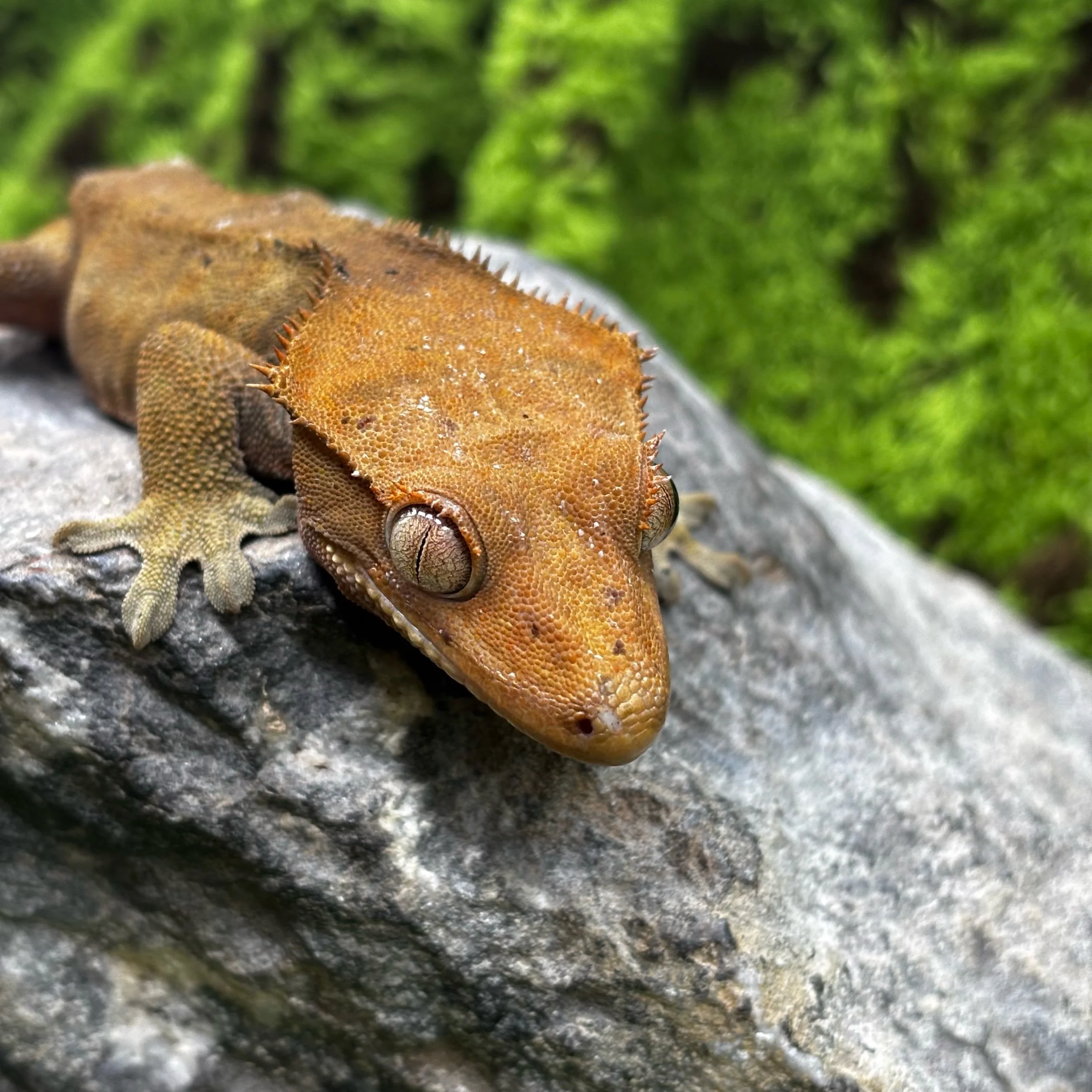 Dark Dalmatian Crested Gecko For Sale - Female