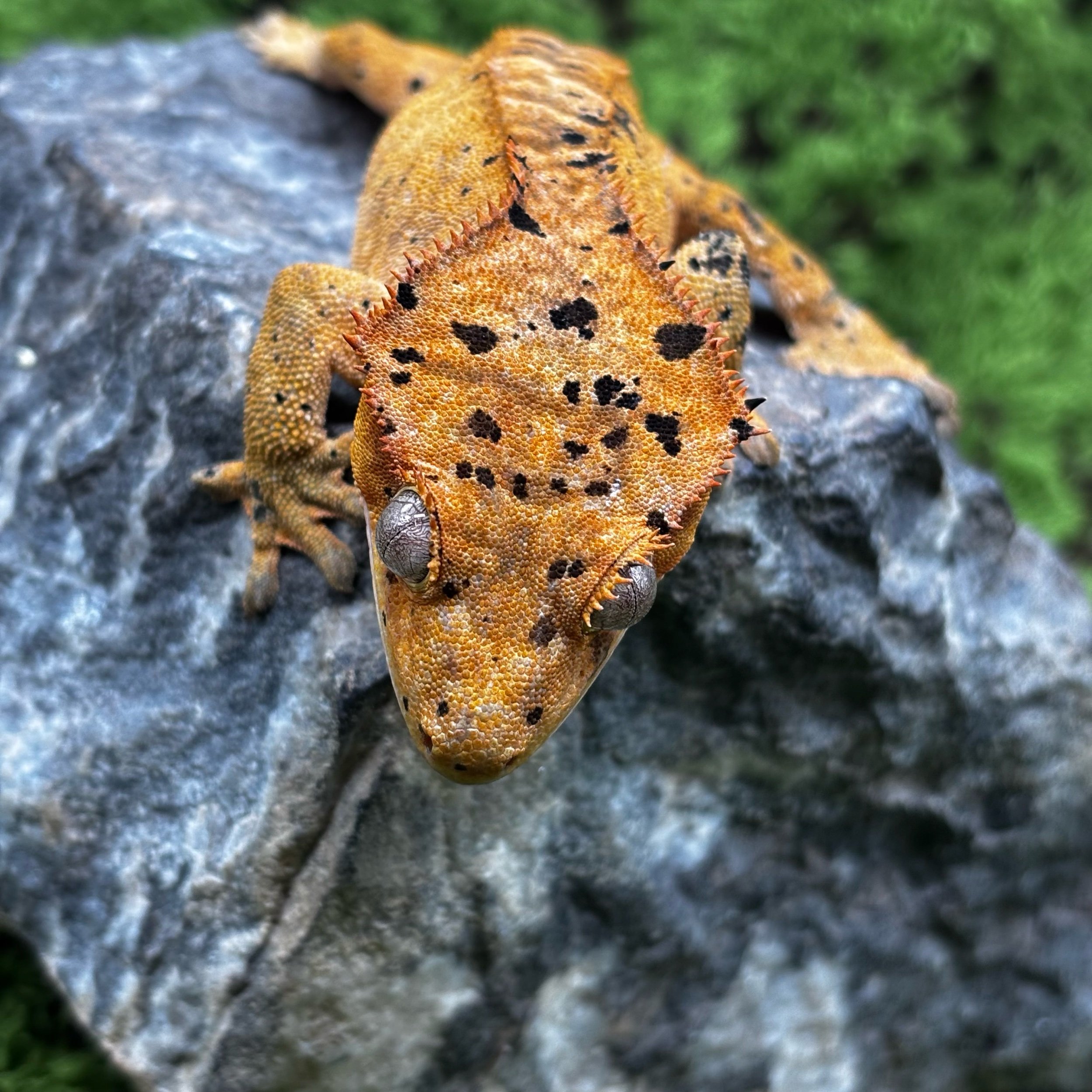 Young Superdalmatian Crested Gecko For Sale