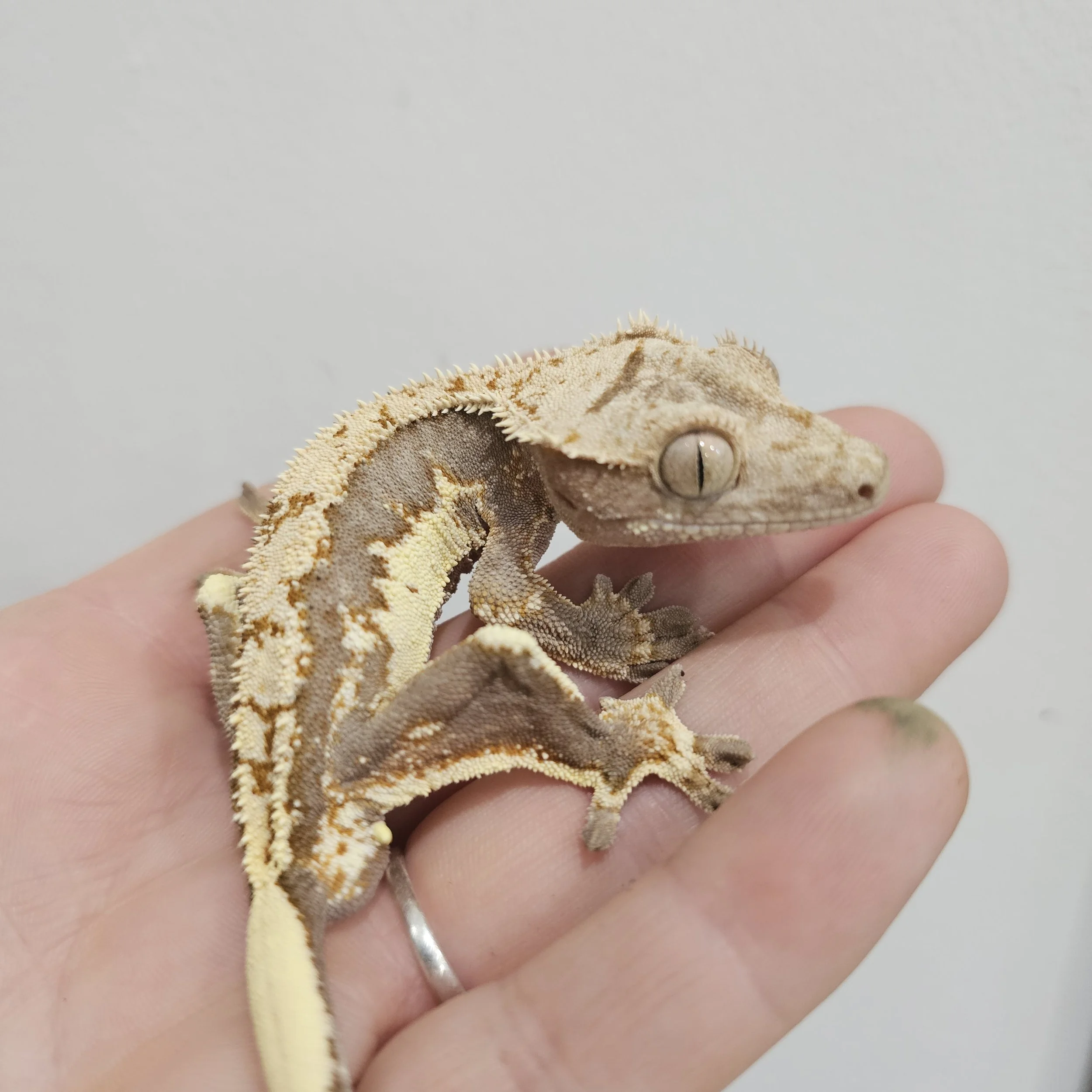 Tangerine Lilly White Crested Gecko For Sale - Male