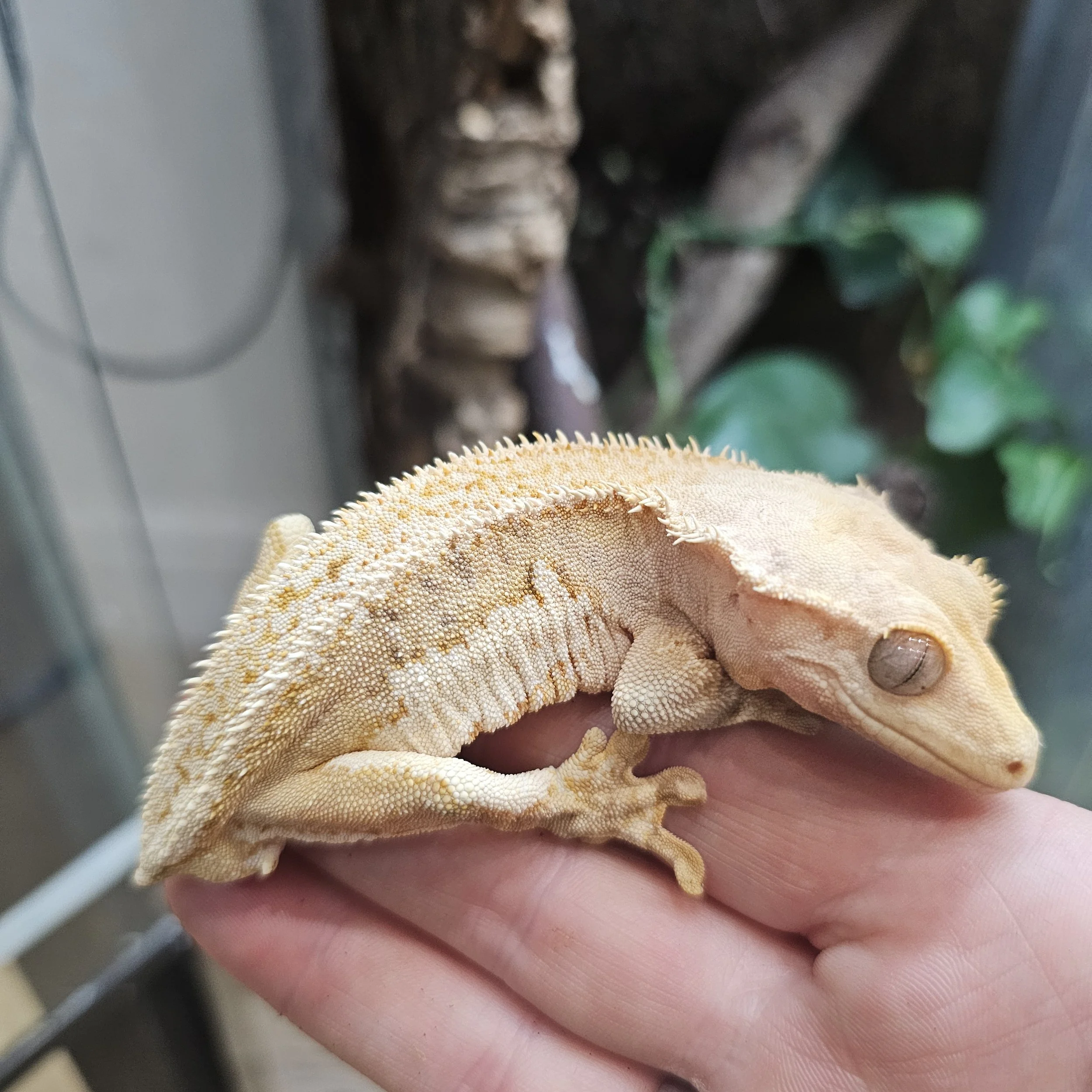 Orange Lilly White Crested Gecko For Sale - Male