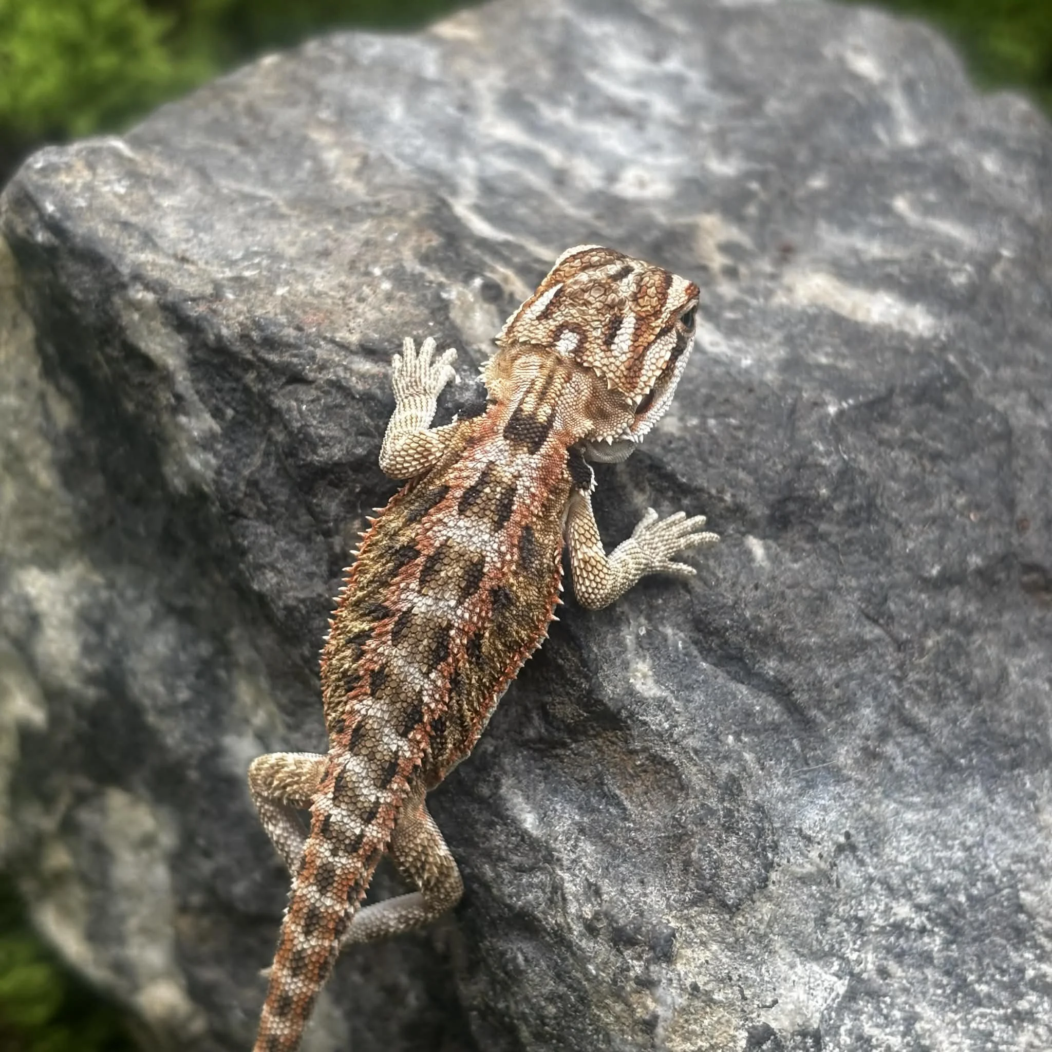 Baby Bearded Dragon For Sale - High Red Tiger