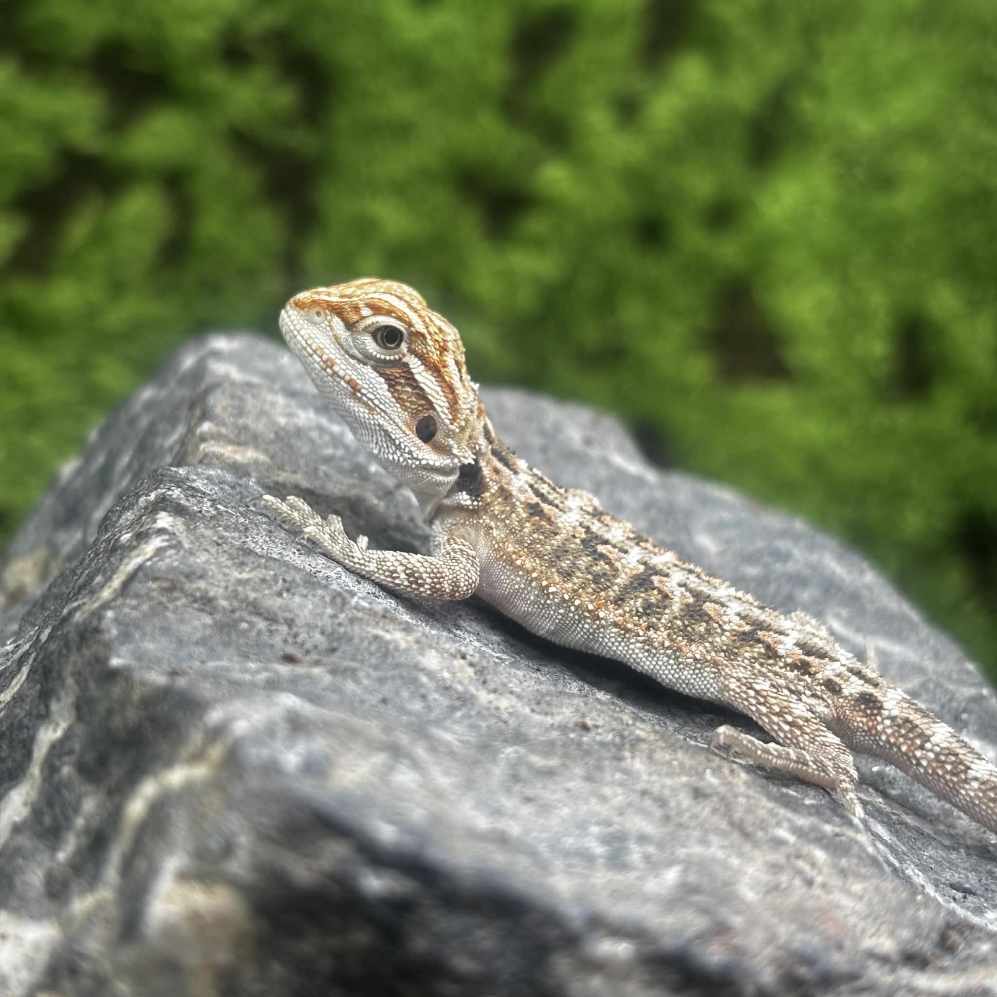 Cute Baby Bearded Dragon For Sale