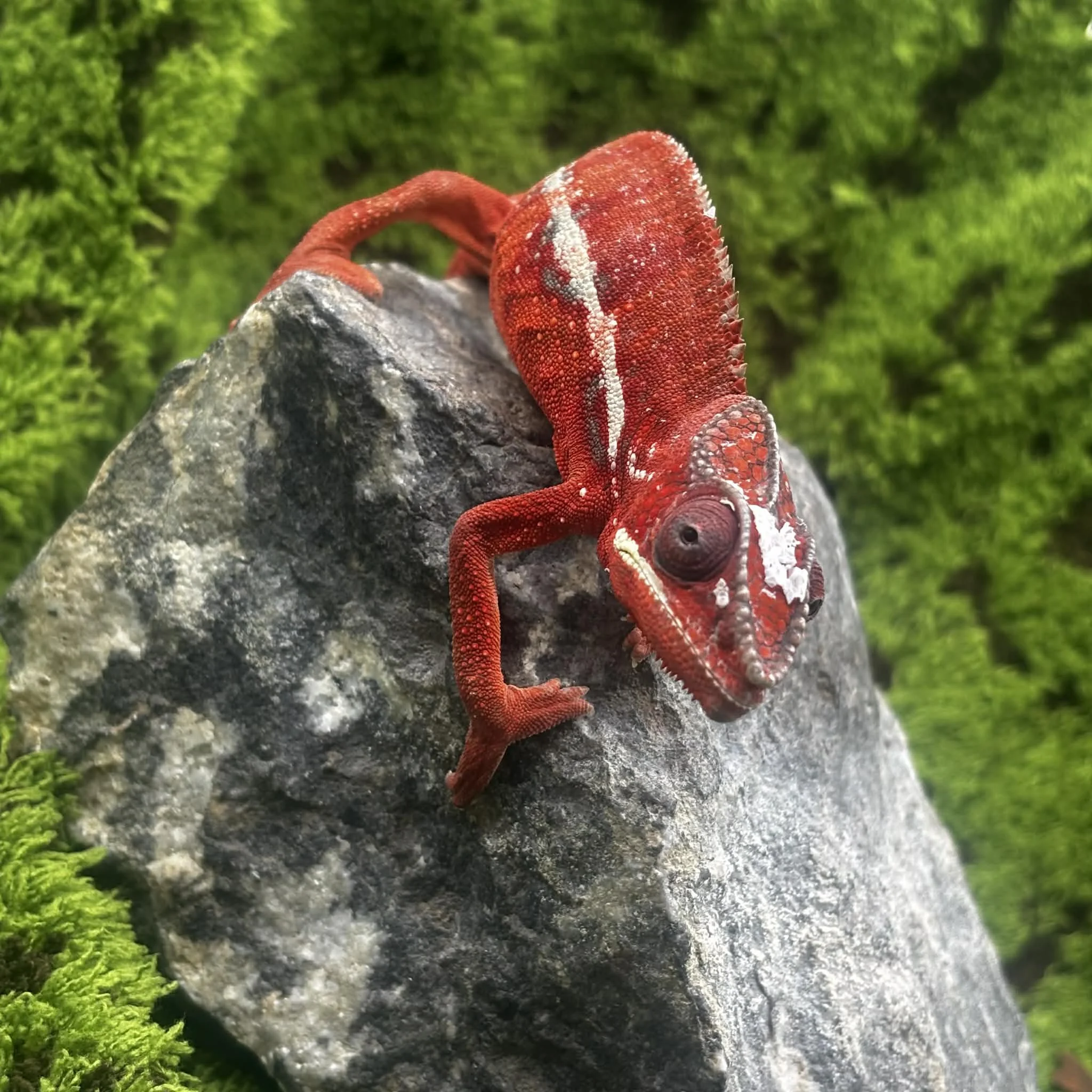 Juvenile Panther Chameleon For Sale - Ambilobe Male