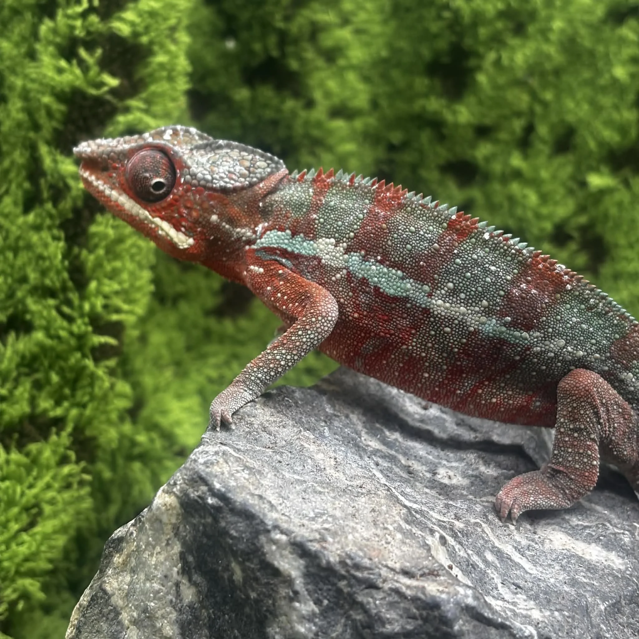 Juvenile Panther Chameleon For Sale - Ambilobe Male