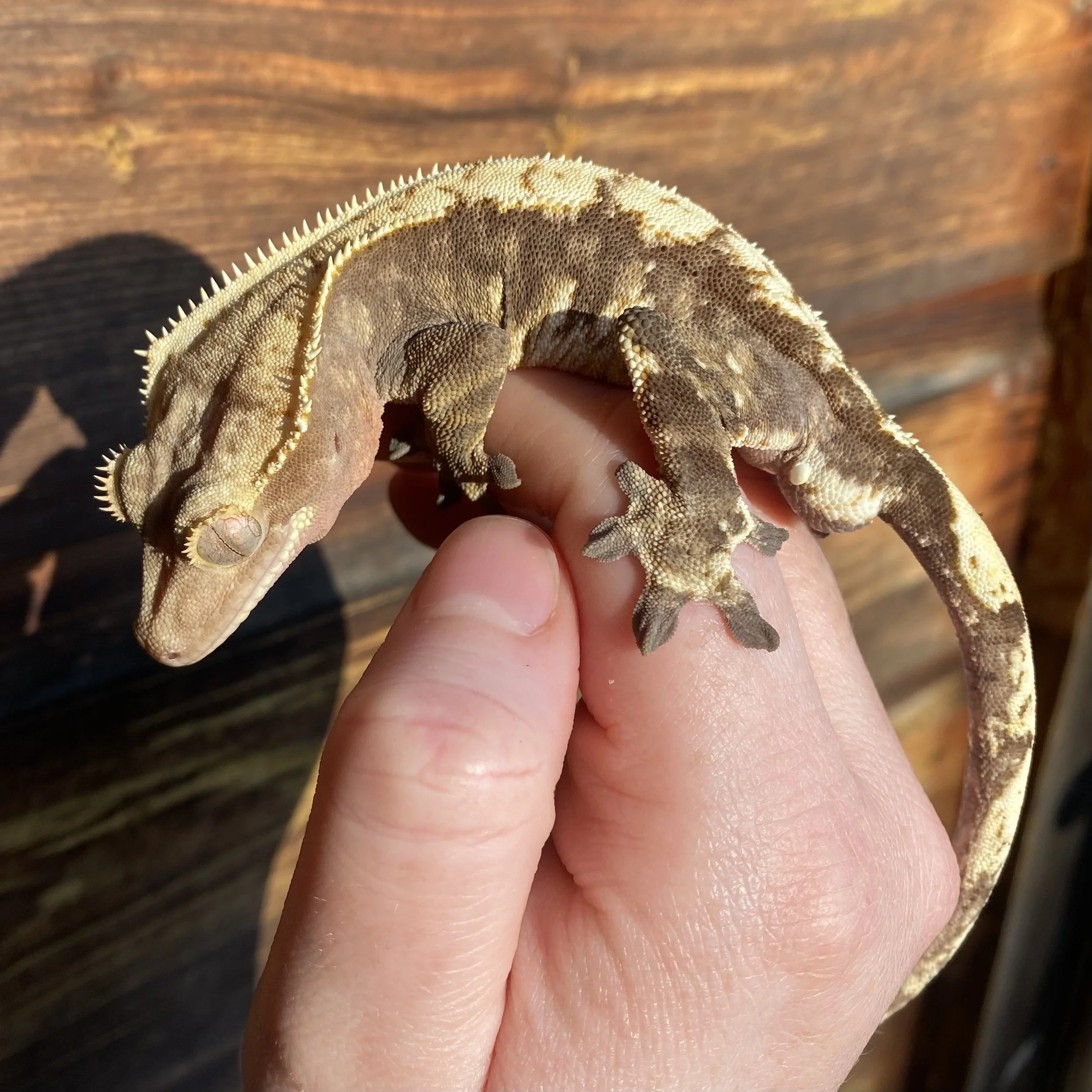 'Woody' The Crested Gecko For Sale