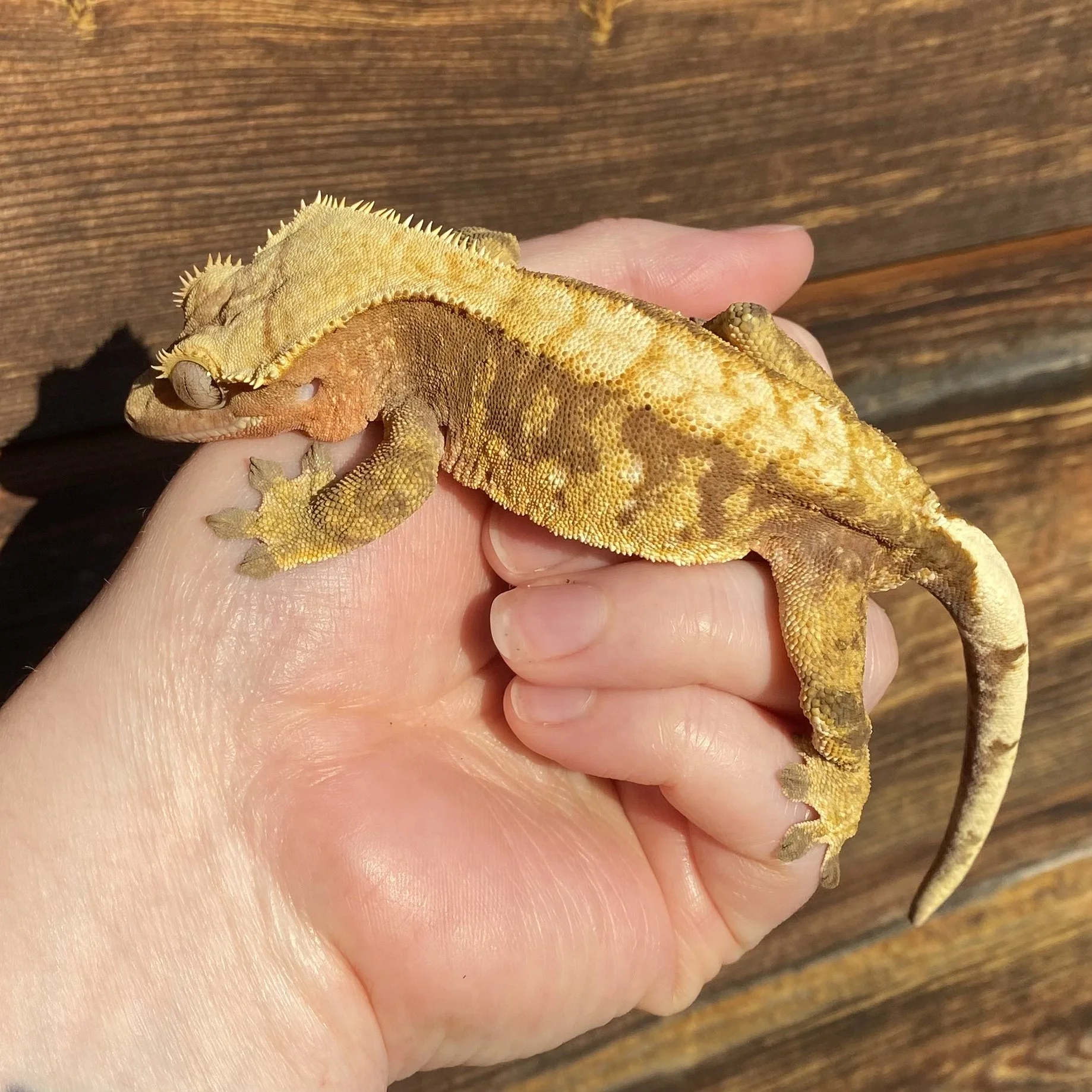 'Firetruck' The Crested Gecko For Sale