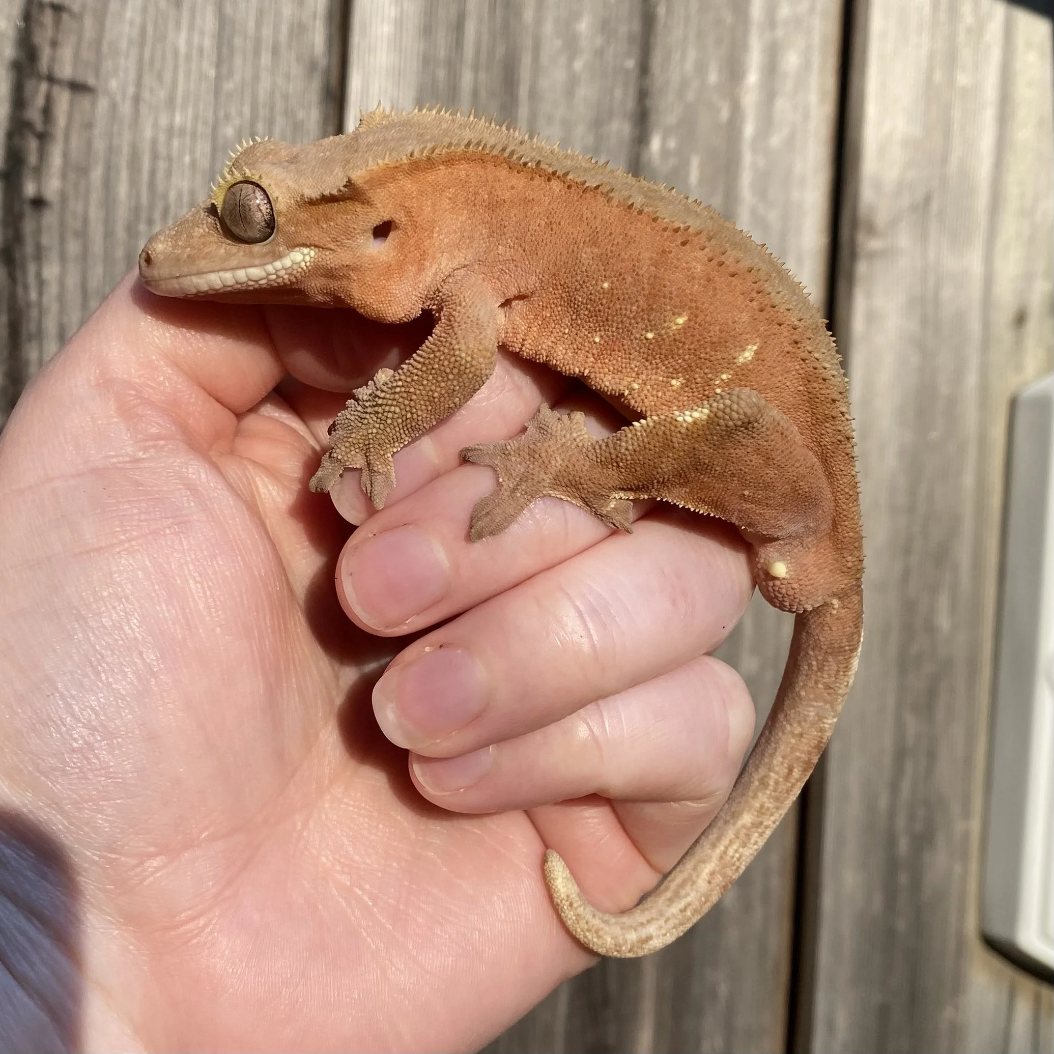 Red Soft Scale Crested Gecko For Sale - Male
