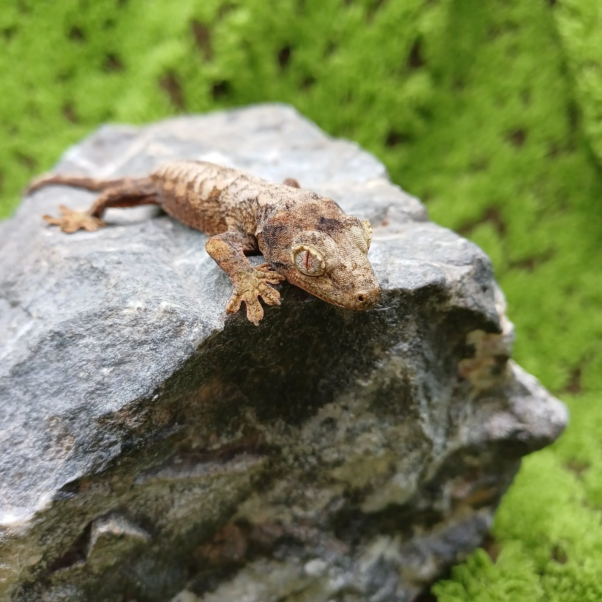 Baby Mossy Chahoua Gecko For Sale