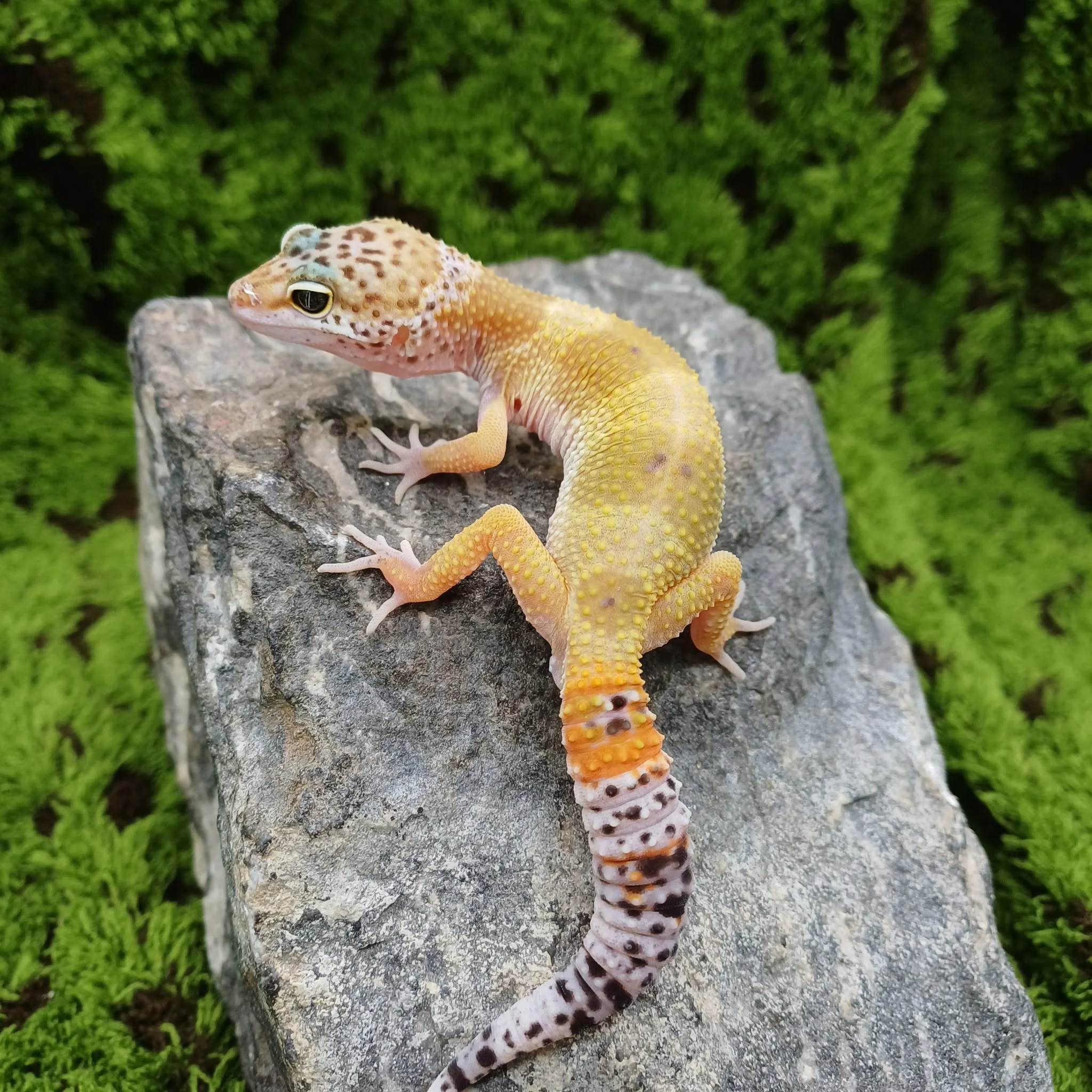 Carrot Tail Leopard Gecko For Sale - Super Hypo