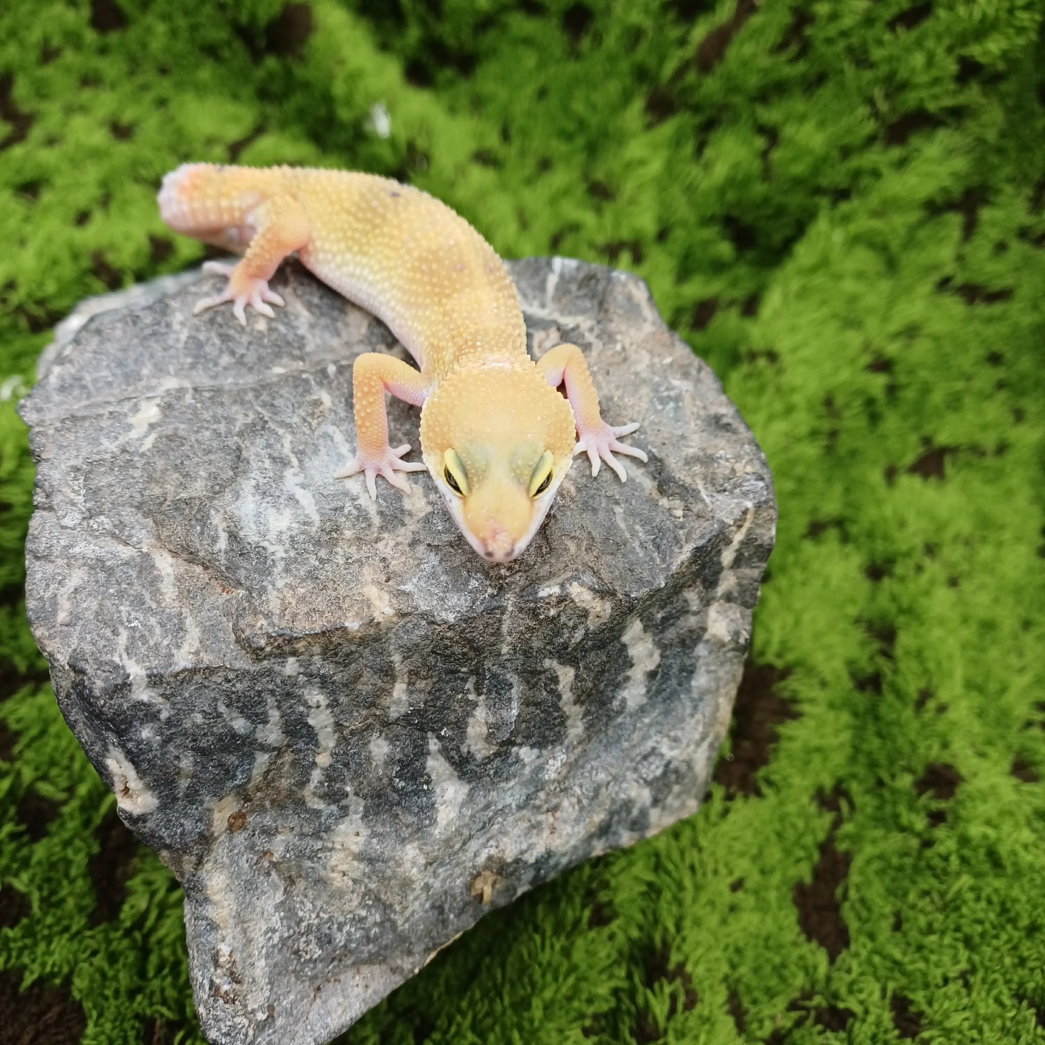 Super Hypo Leopard Gecko For Sale - Carrot Tail