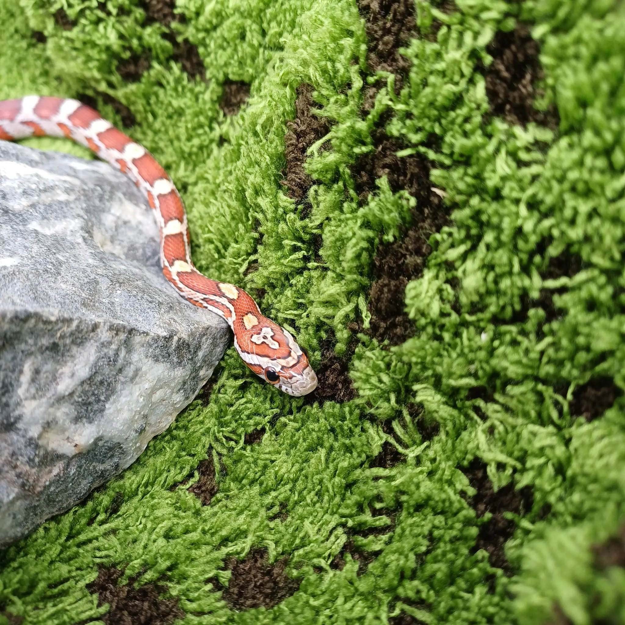 Cute Baby Corn Snake For Sale - Male