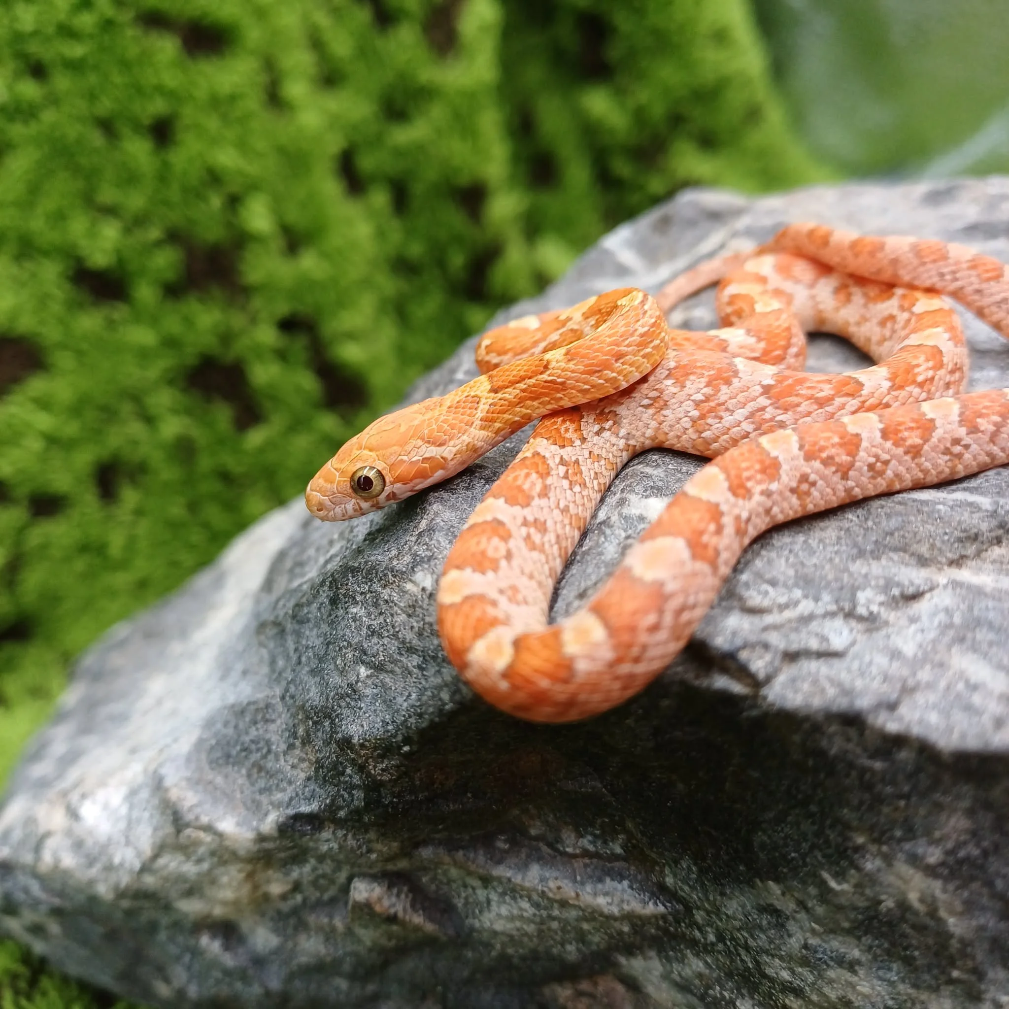 Hypo Baby Corn Snake For Sale - Male
