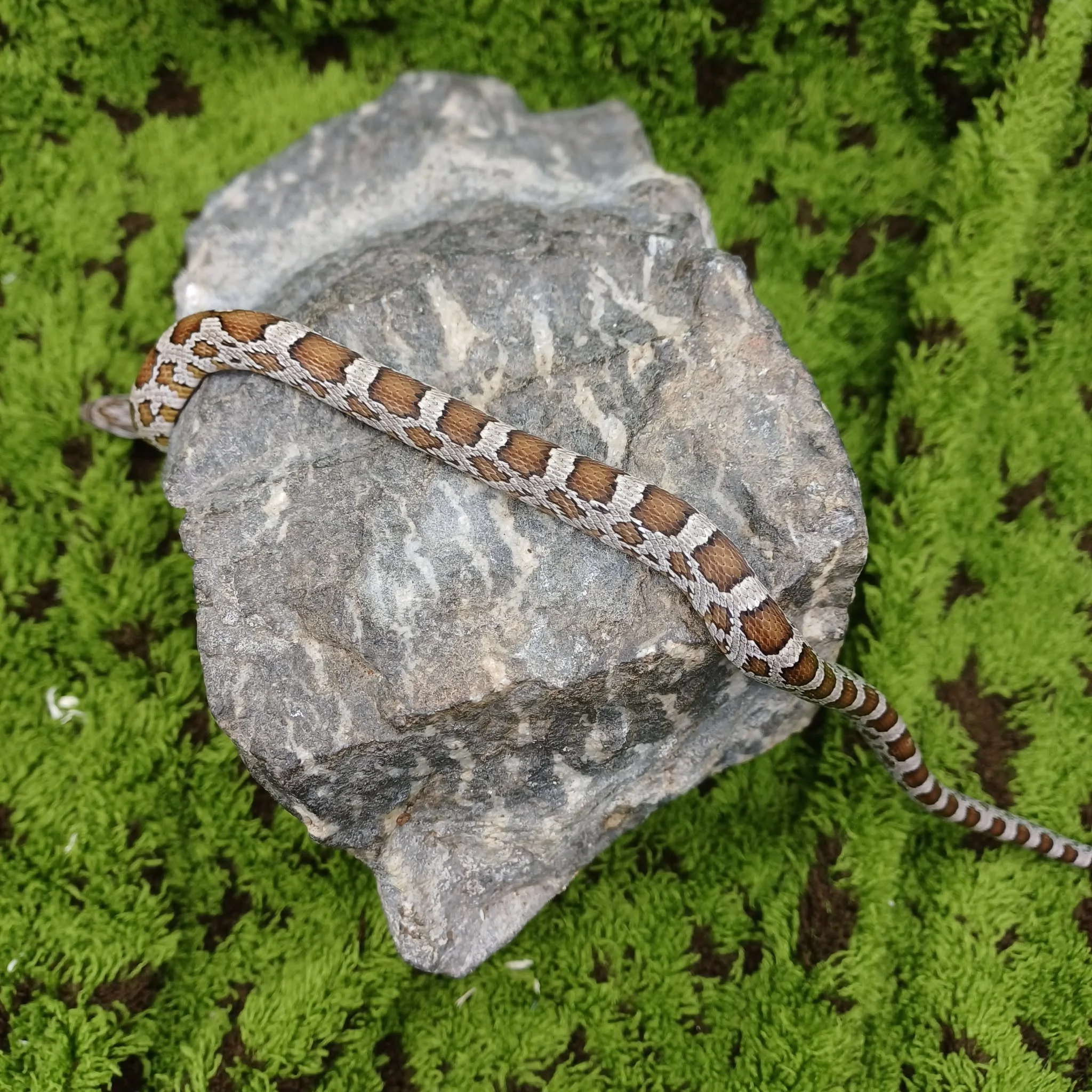 Caramel Baby Corn Snake For Sale - Male