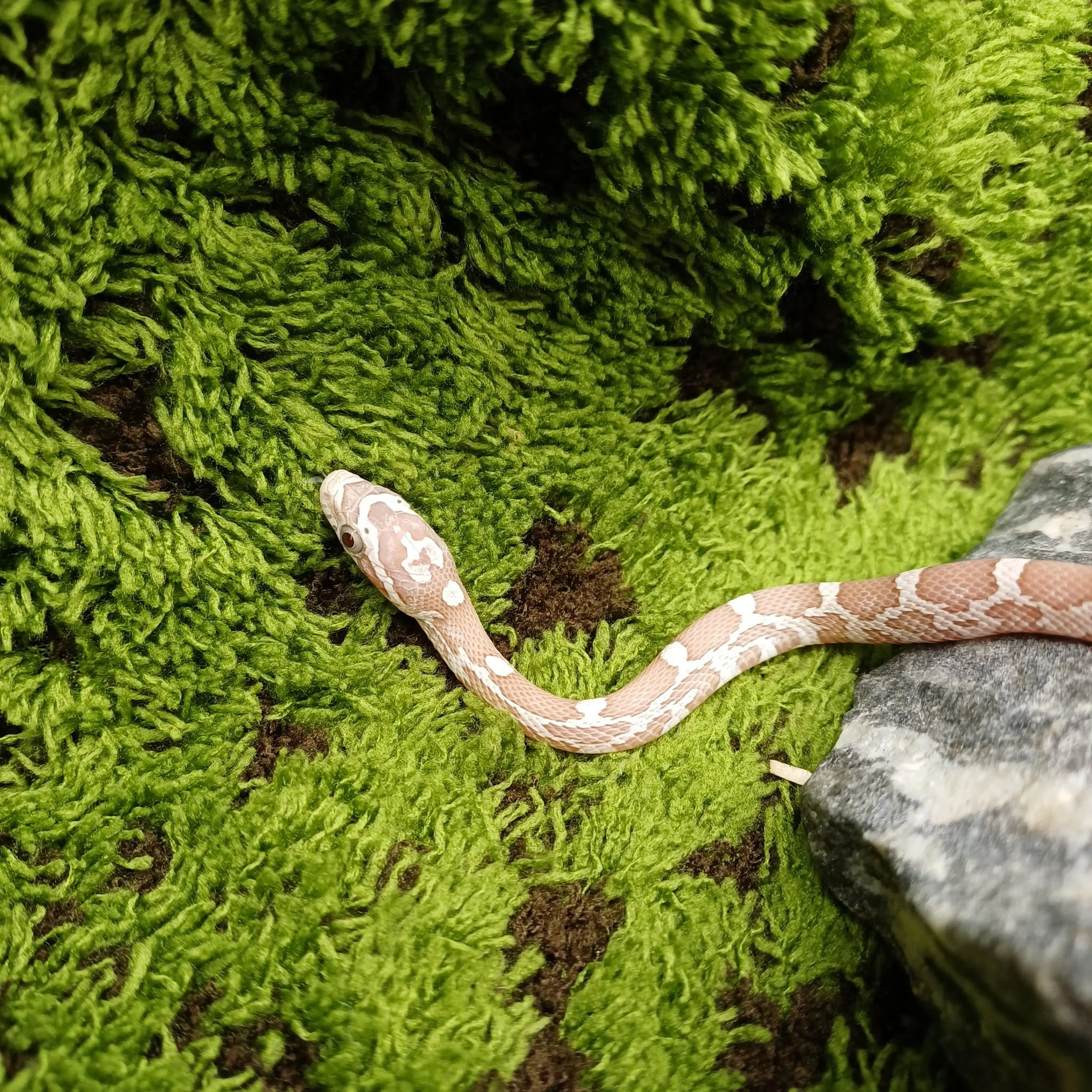 Ghost Baby Corn Snake For Sale - Male