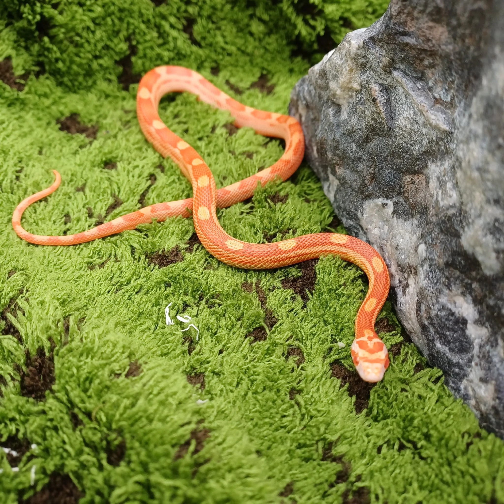 Amel Motley Baby Corn Snake For Sale - Male