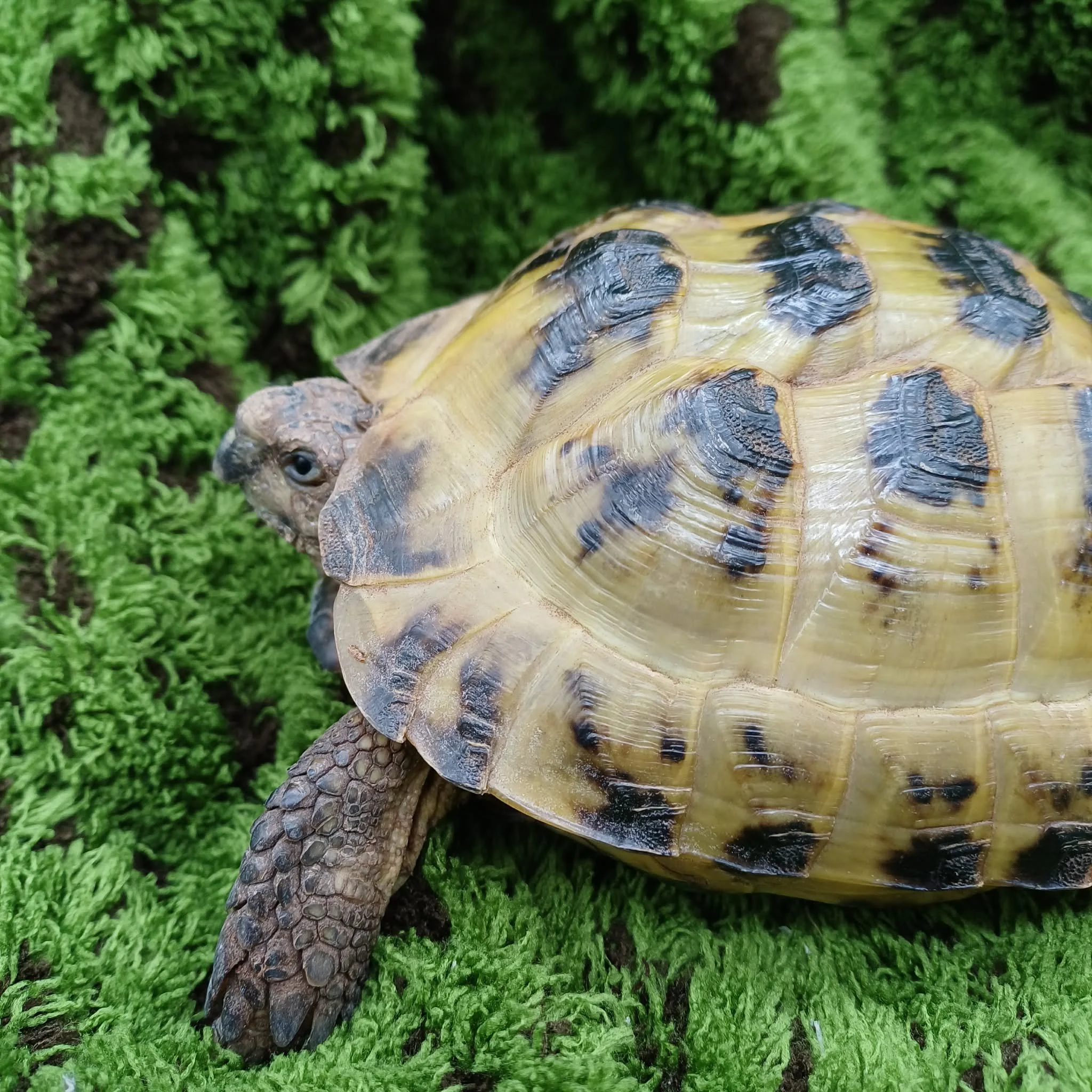 Garden Ready Horsfield's Tortoise For Sale - Male