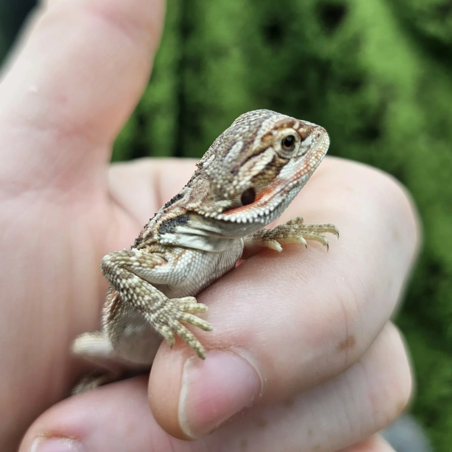 Baby Bearded Dragon For Sale - Orange Tiger