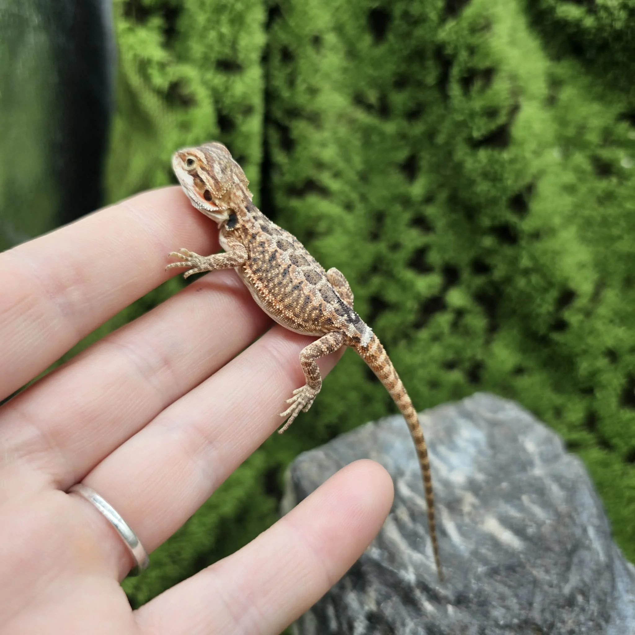 Baby Bearded Dragon For Sale - Orange Leatherback