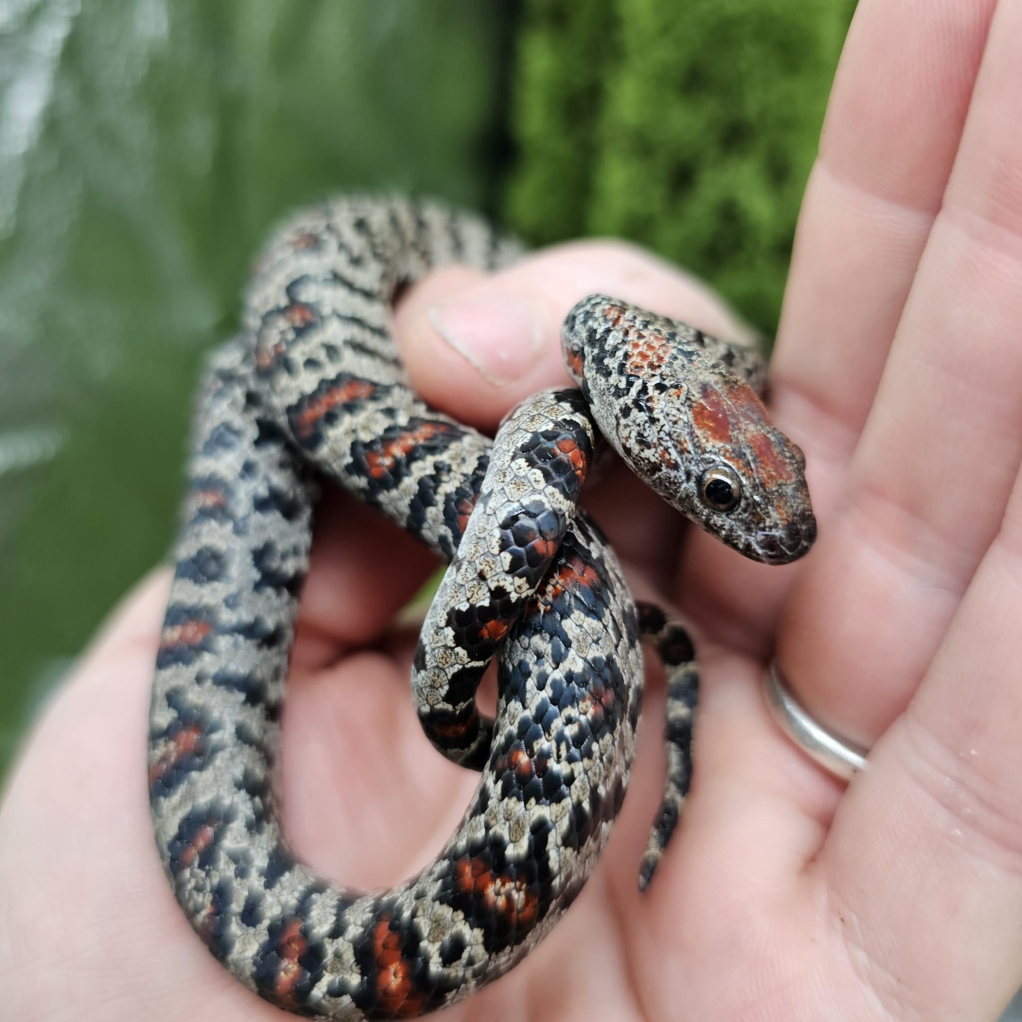 Mex Mex Kingsnake For Sale - Super Granite Male