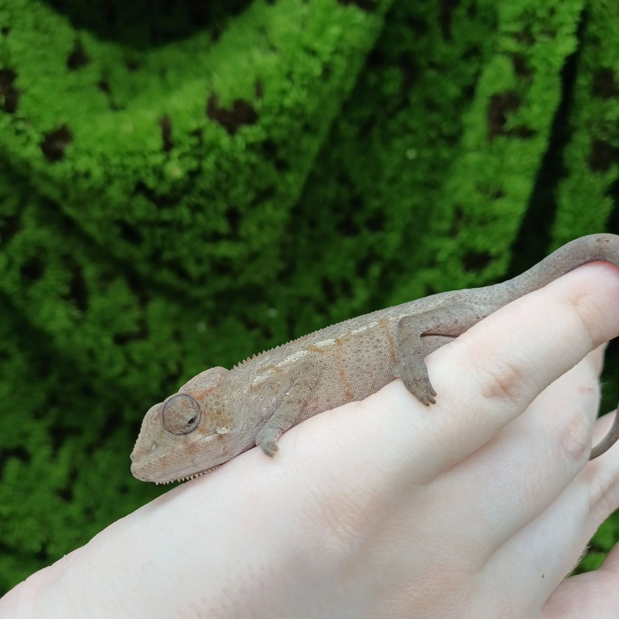 Sambava Panther Chameleon For Sale - Baby Female