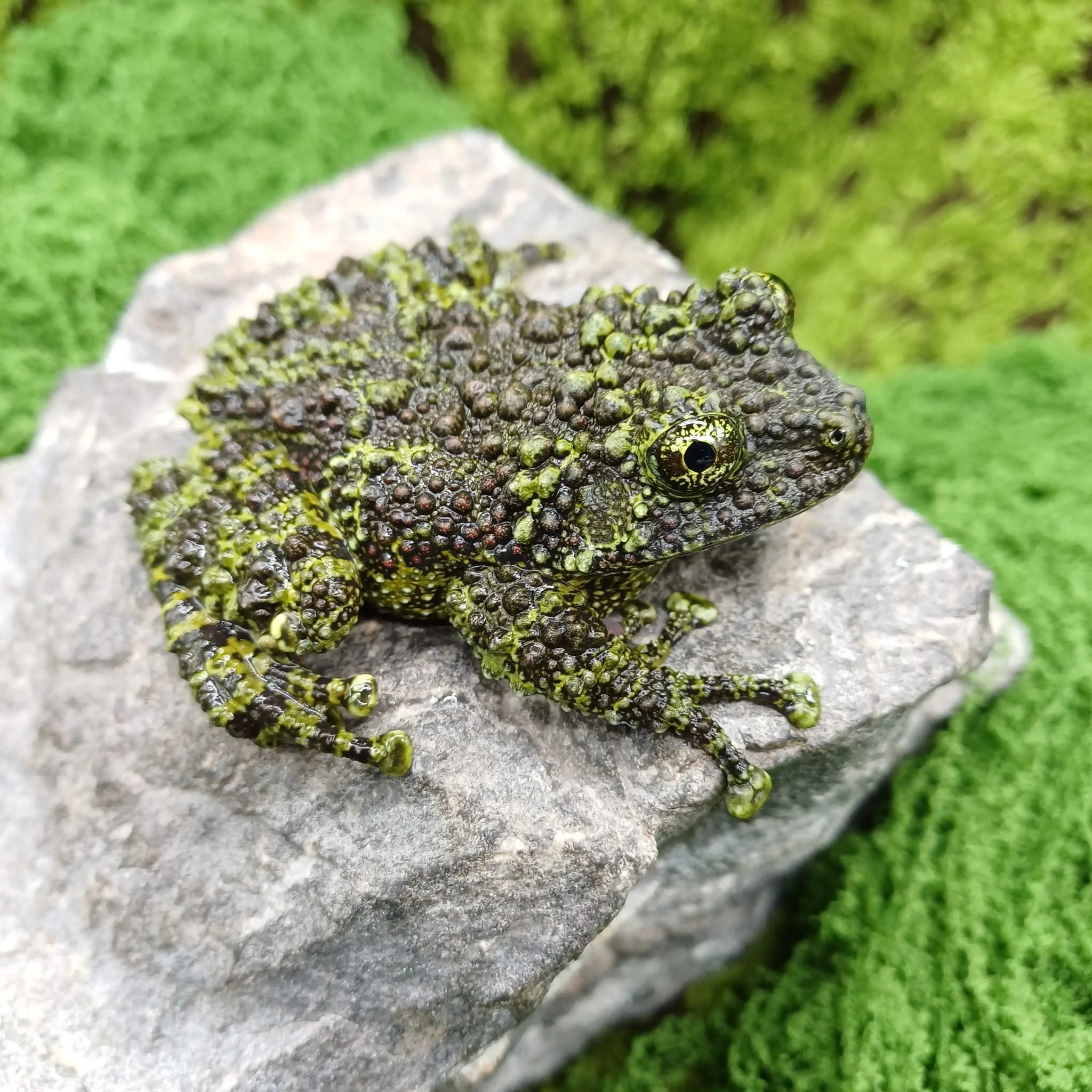 Adult Vietnamese Mossy Frogs For Sale
