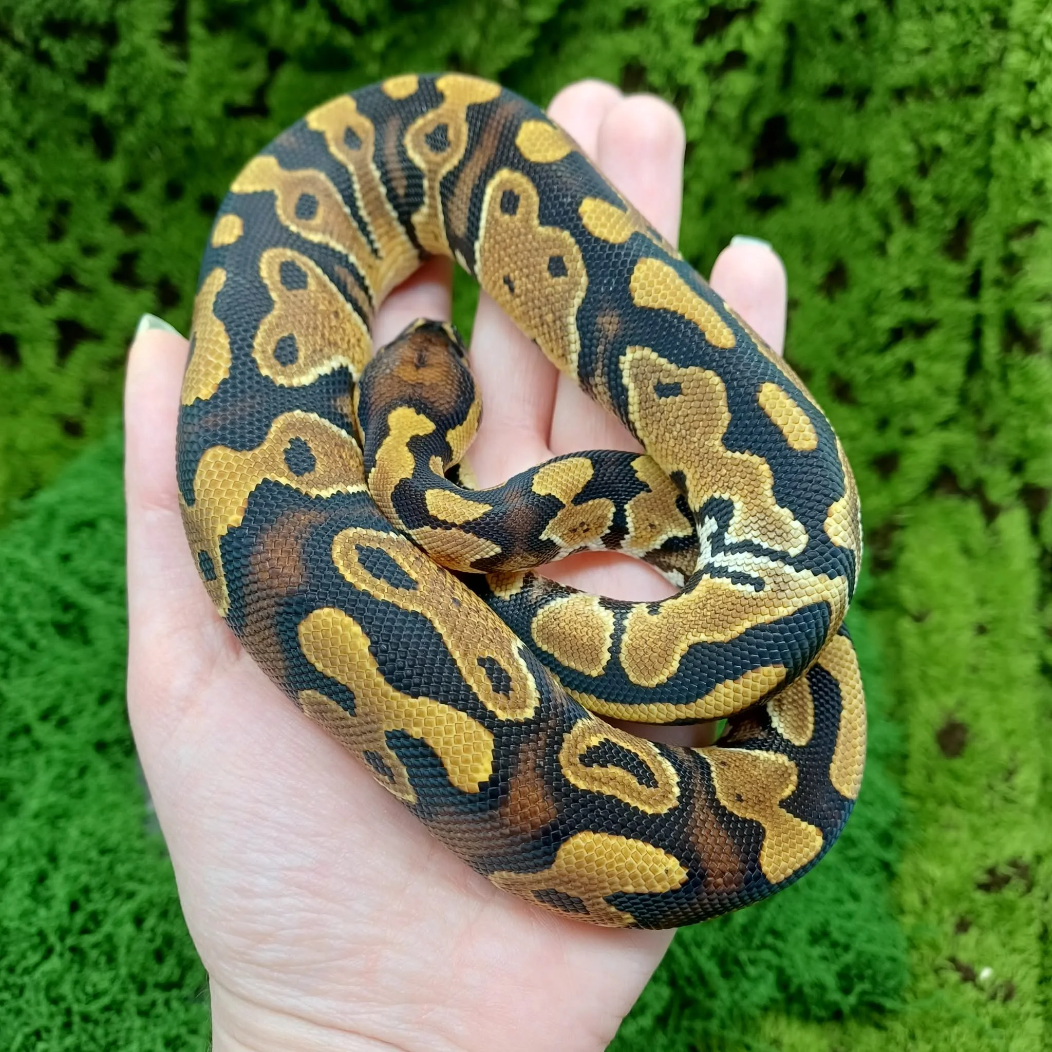 Het Clown Ball Python For Sale - Male