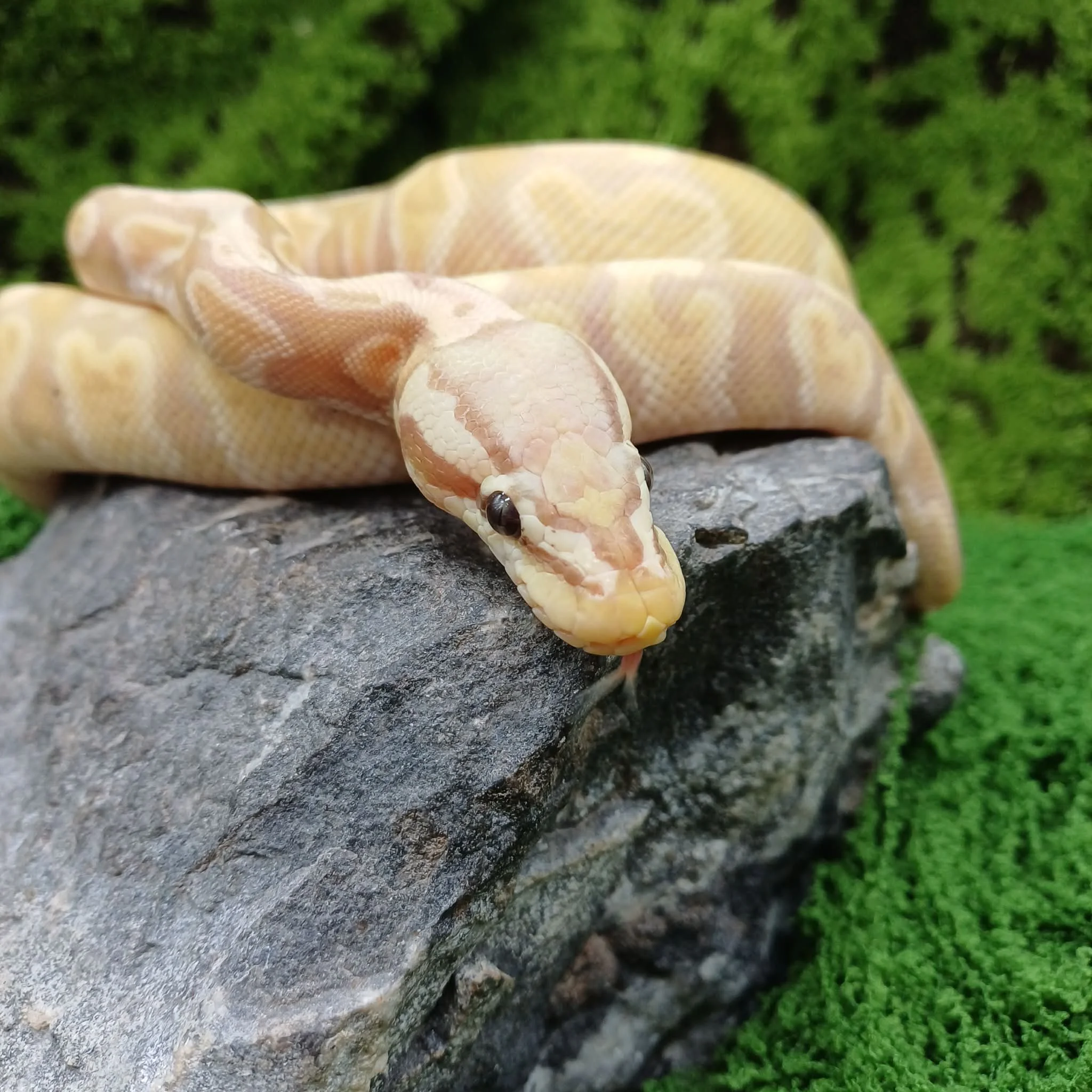 Banana Pastel Royal Python For Sale - Male