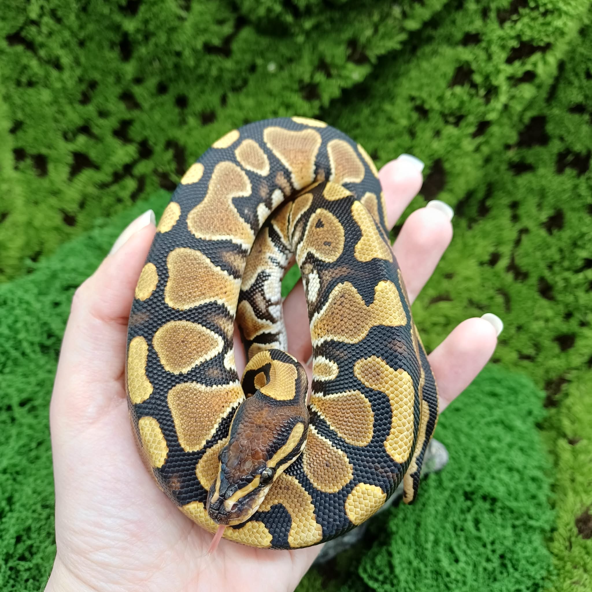 Cute Baby Royal Python For Sale - Female