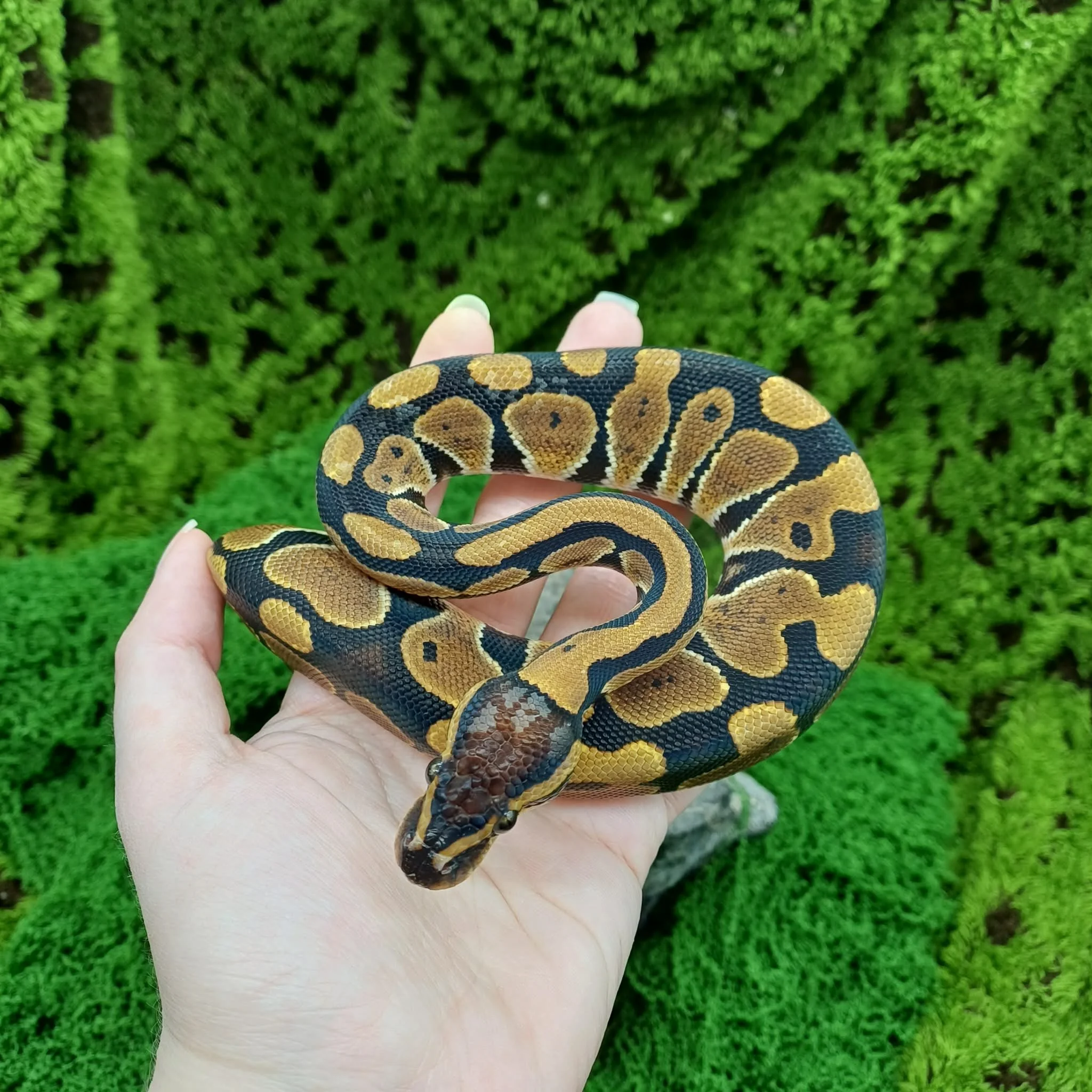Sweet Baby Ball Python For Sale - Male