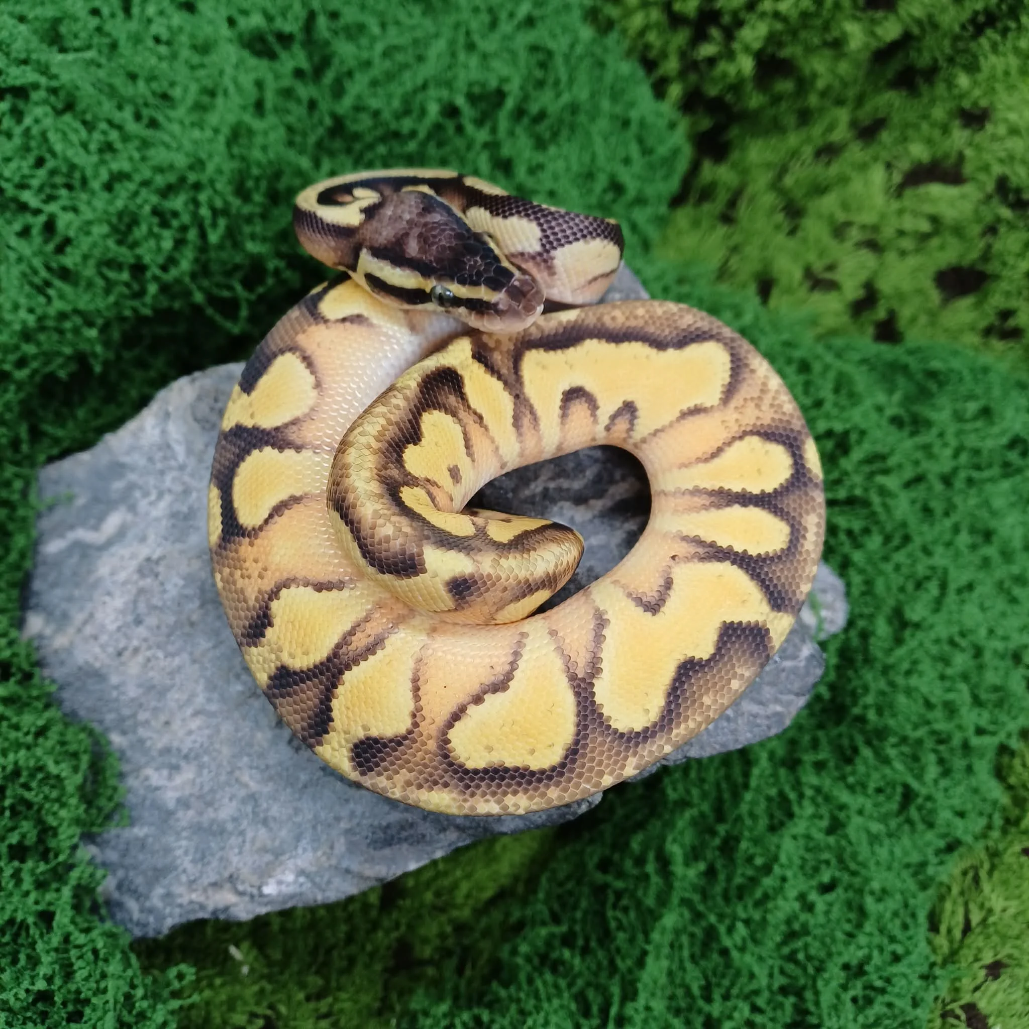 Baby BH Pastel Ball Python For Sale - Female