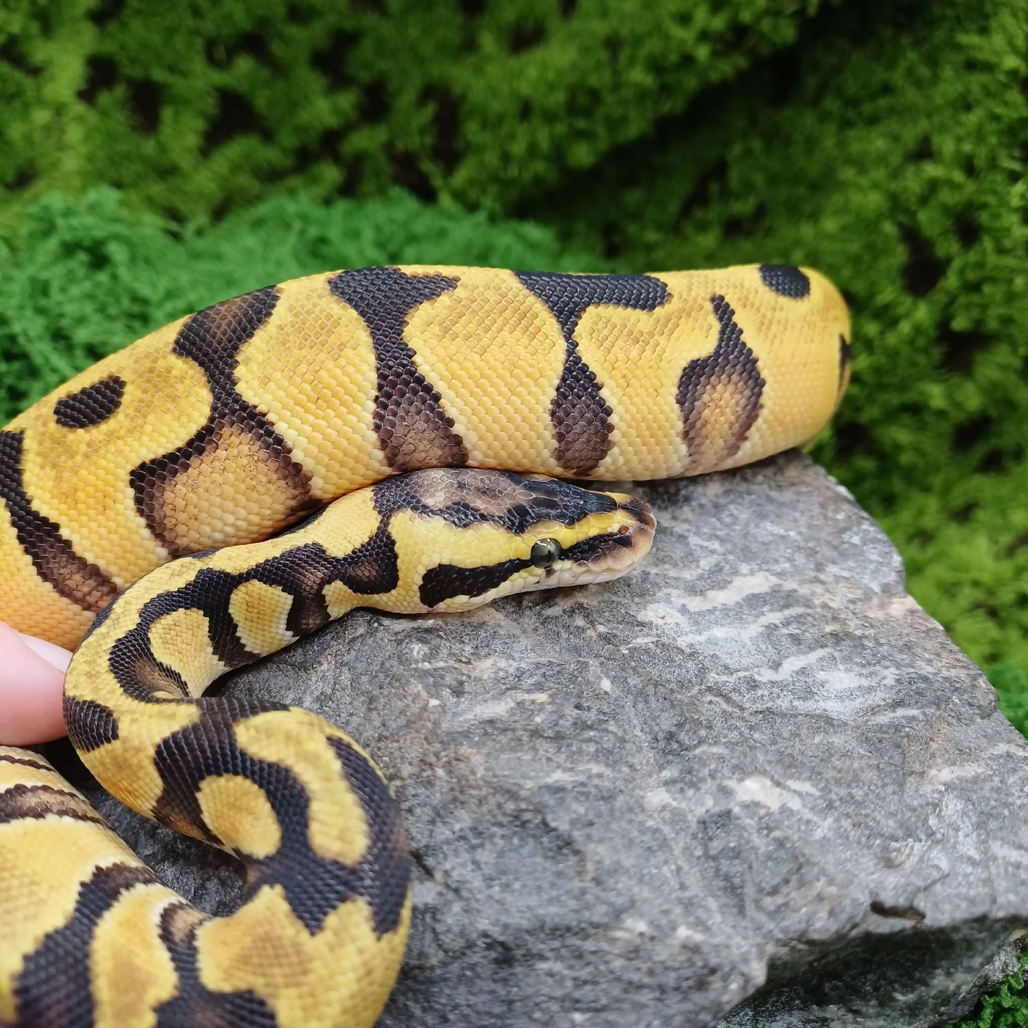 Baby Pastel Enchi Royal Python For Sale - Female