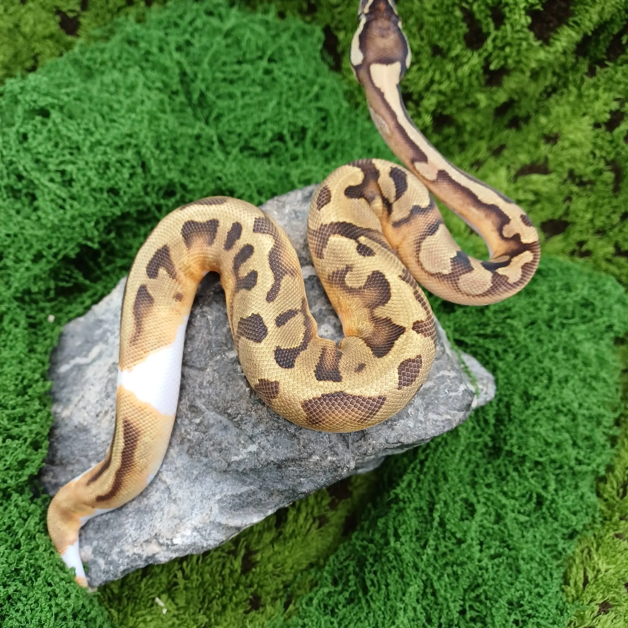 Enchi Pied Royal Python For Sale - Female