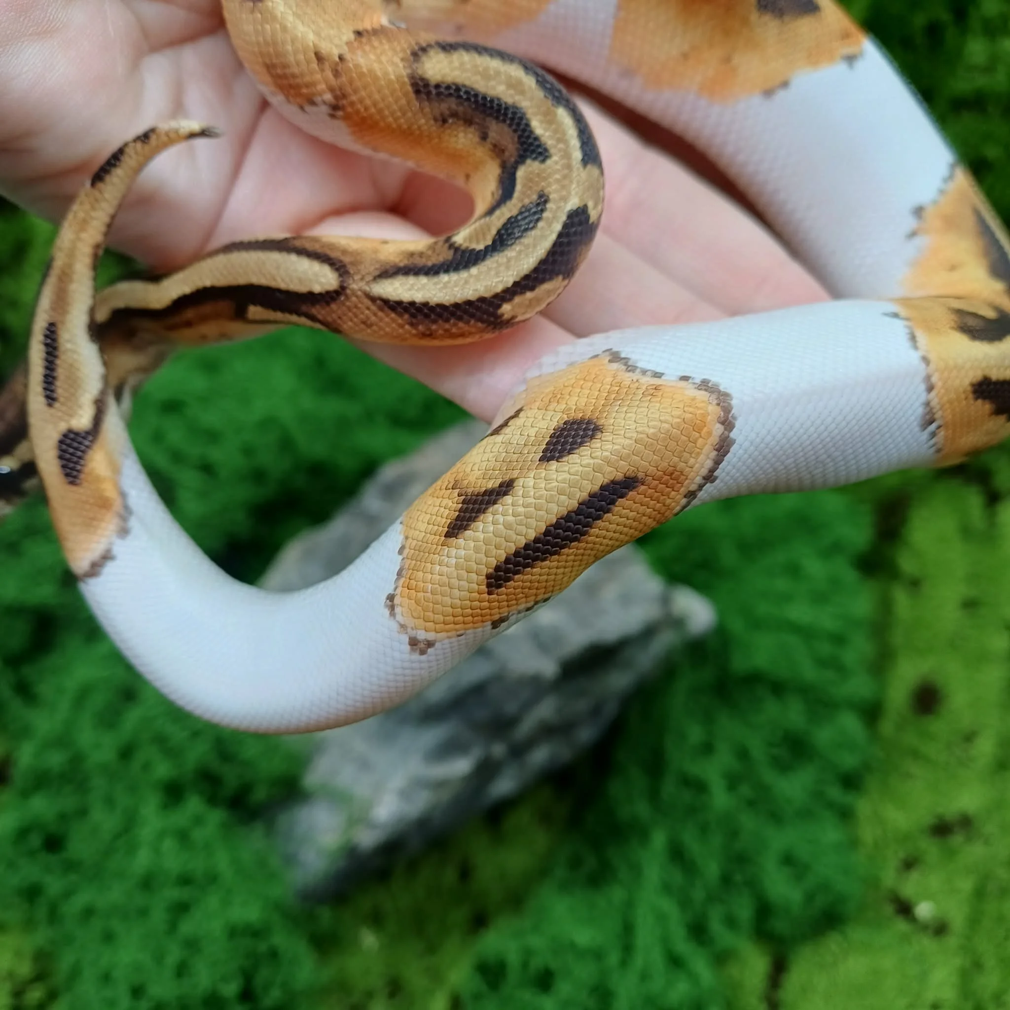 Emoji Pied Baby Royal Python For Sale - Male