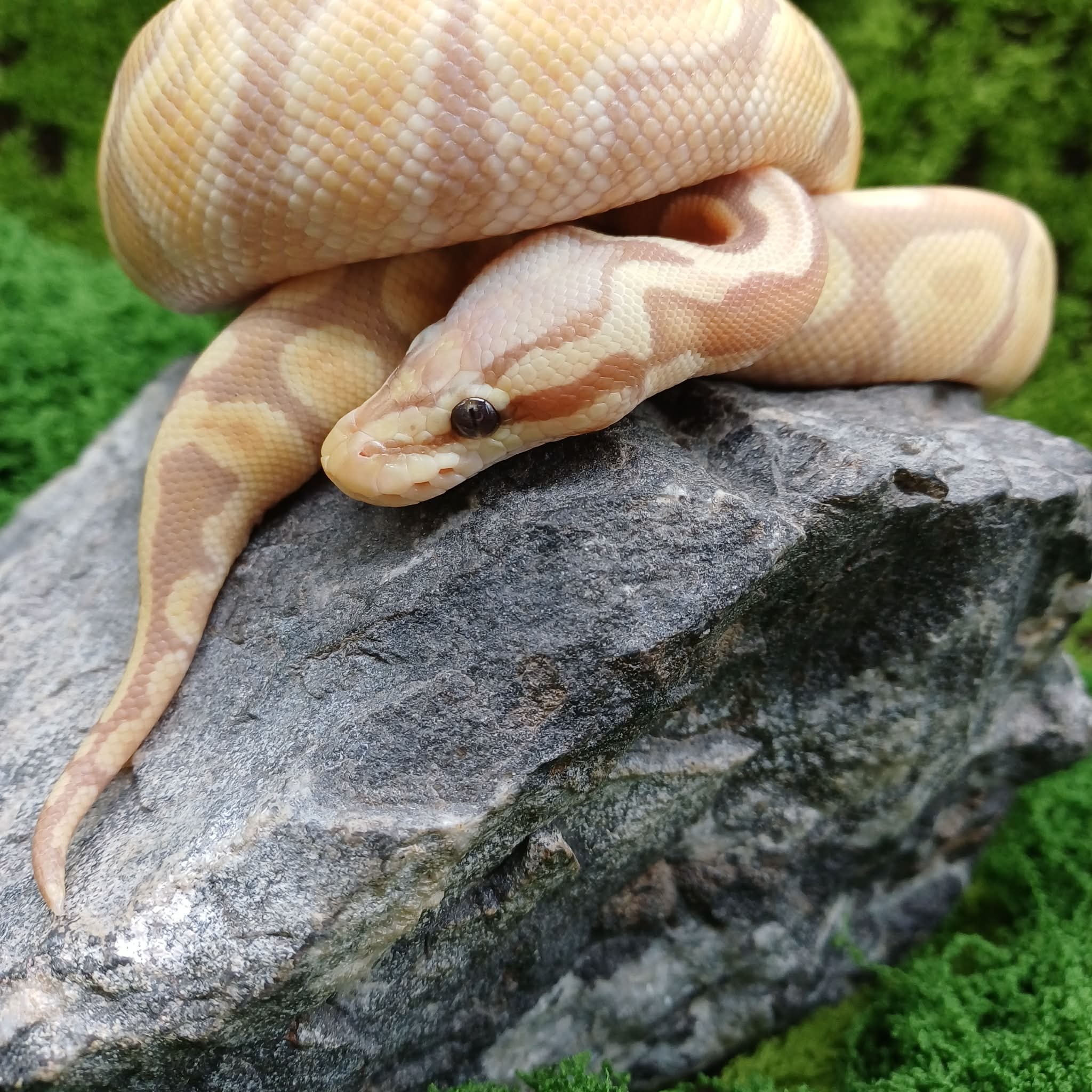 Female Banana Pastel Ball Python For Sale