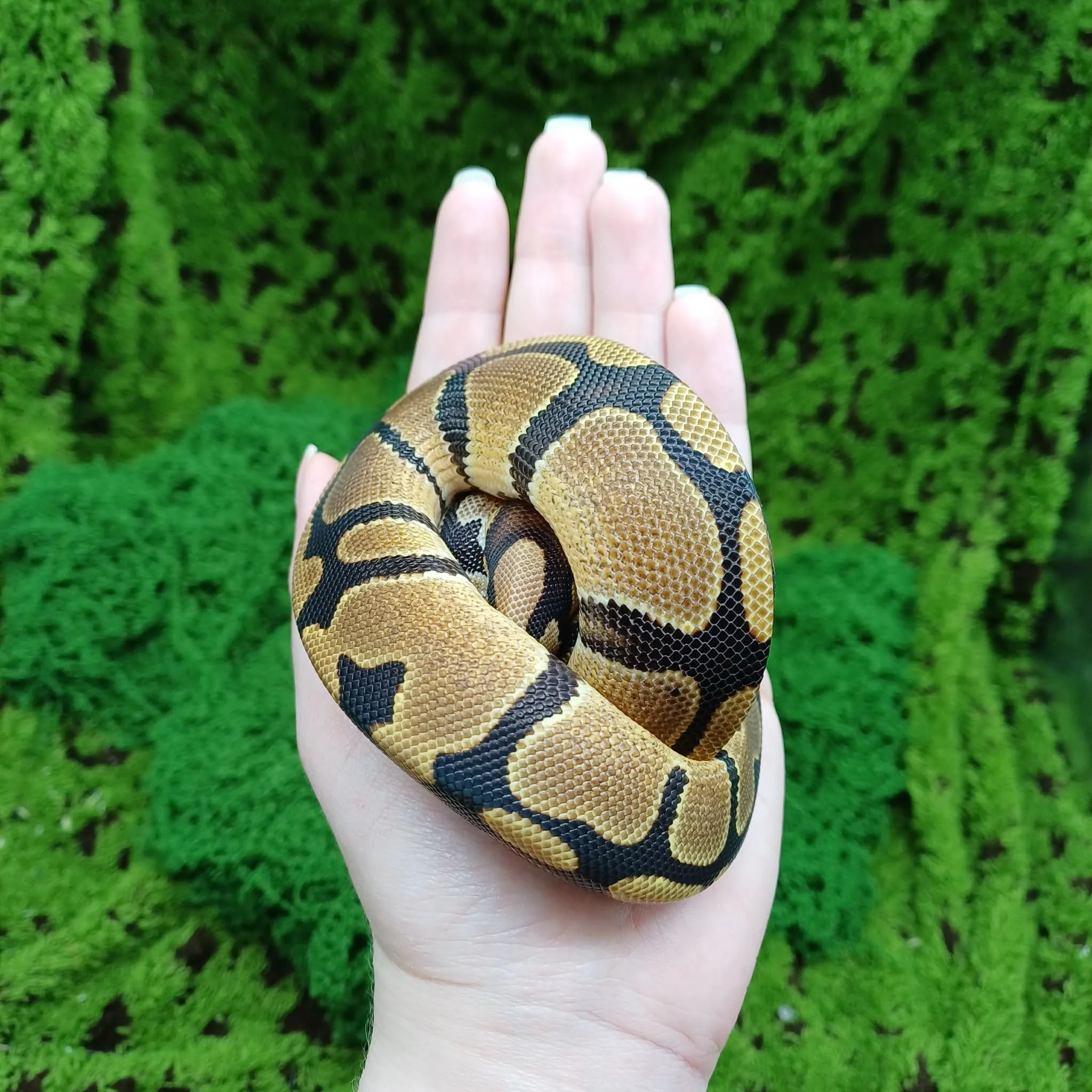 'FIFA' The Ball Python For Sale - Baby Male