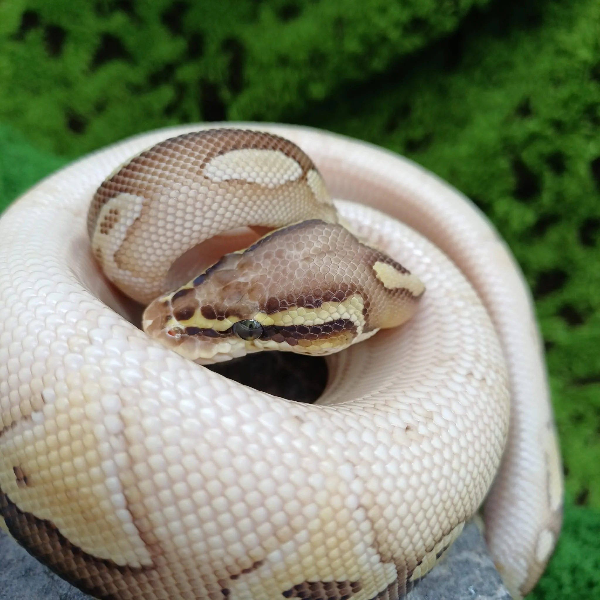 Pastel Lesser Royal Python For Sale - Male