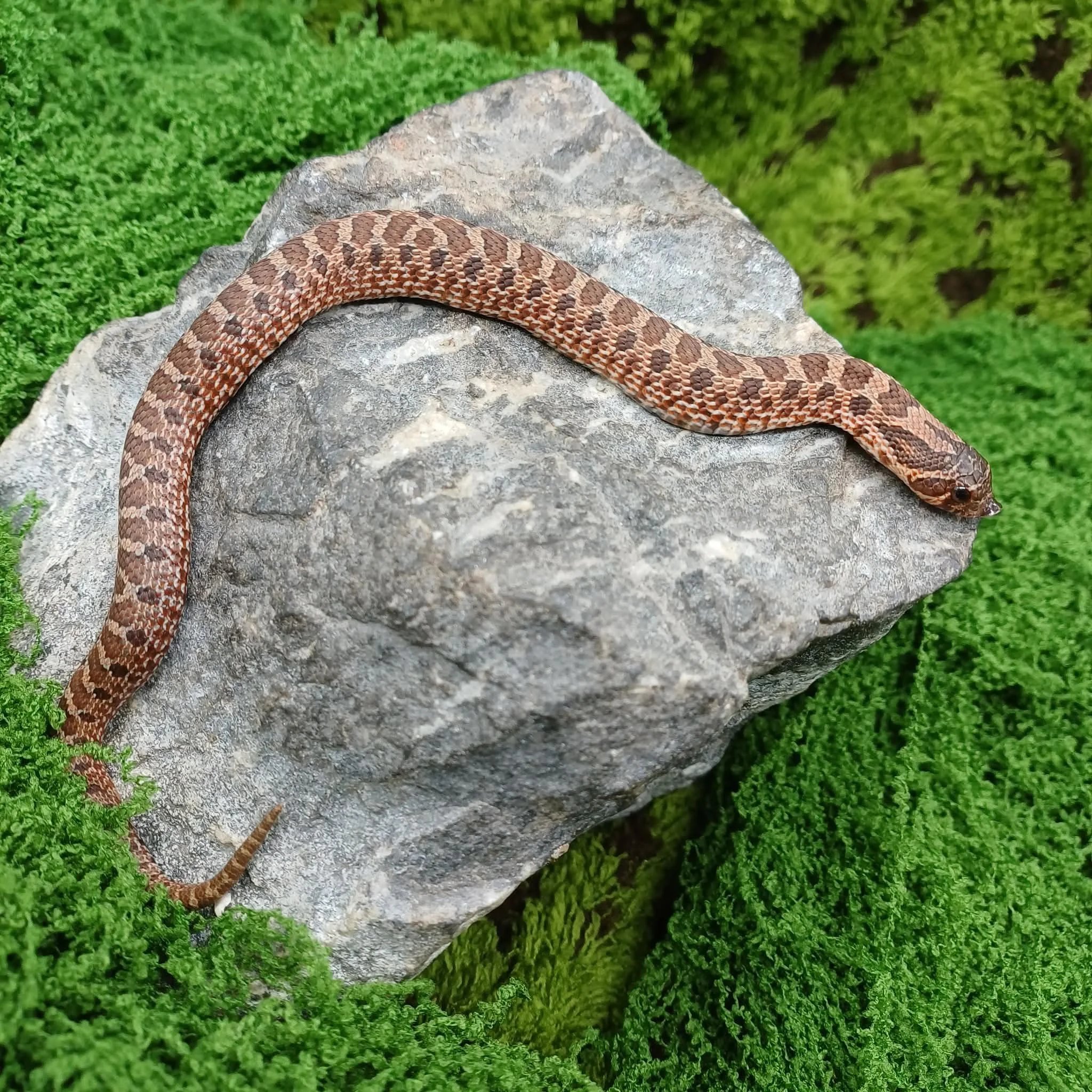 Sable Baby Hognose Snake For Sale - Male