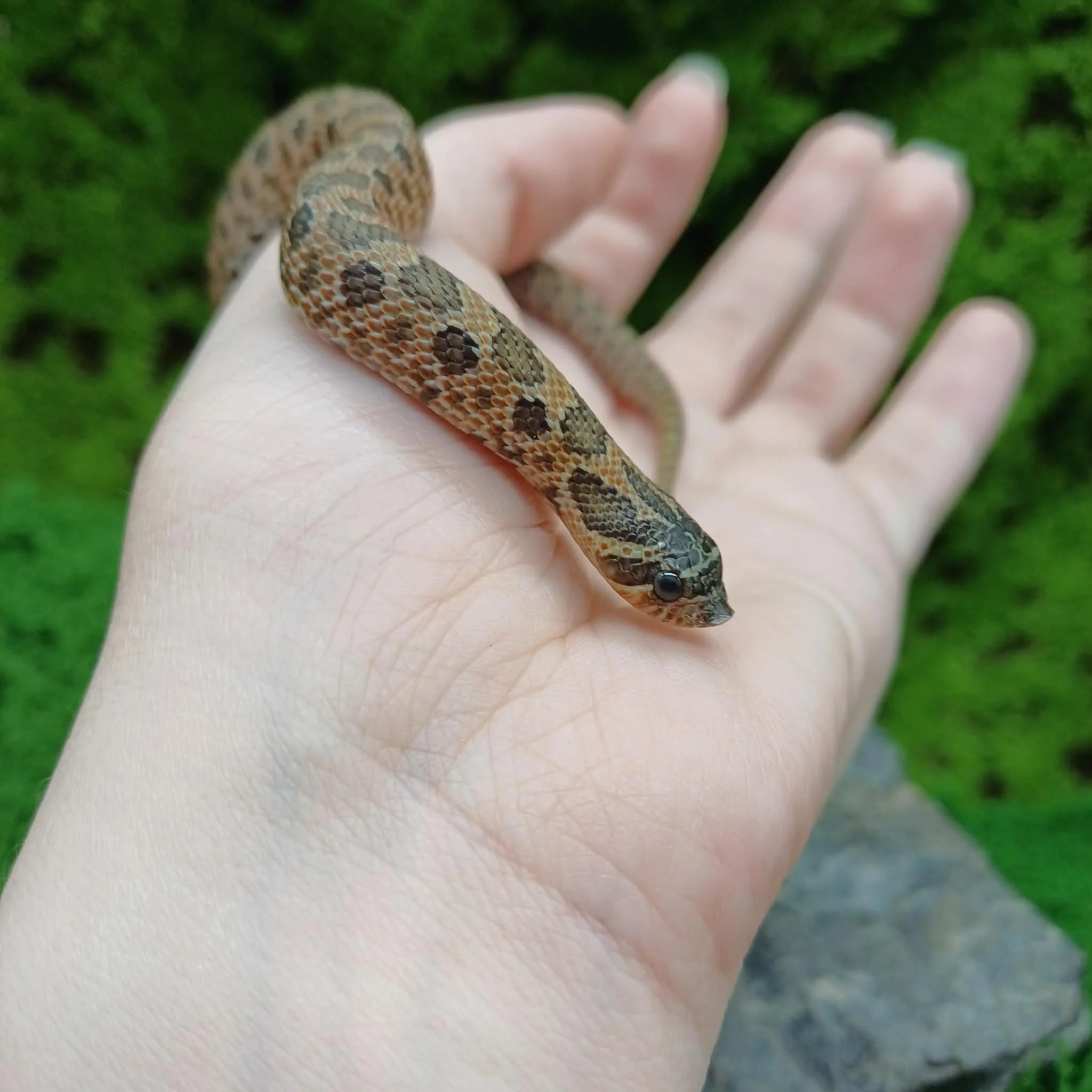 Sable Baby Hognose Snake For Sale - Female