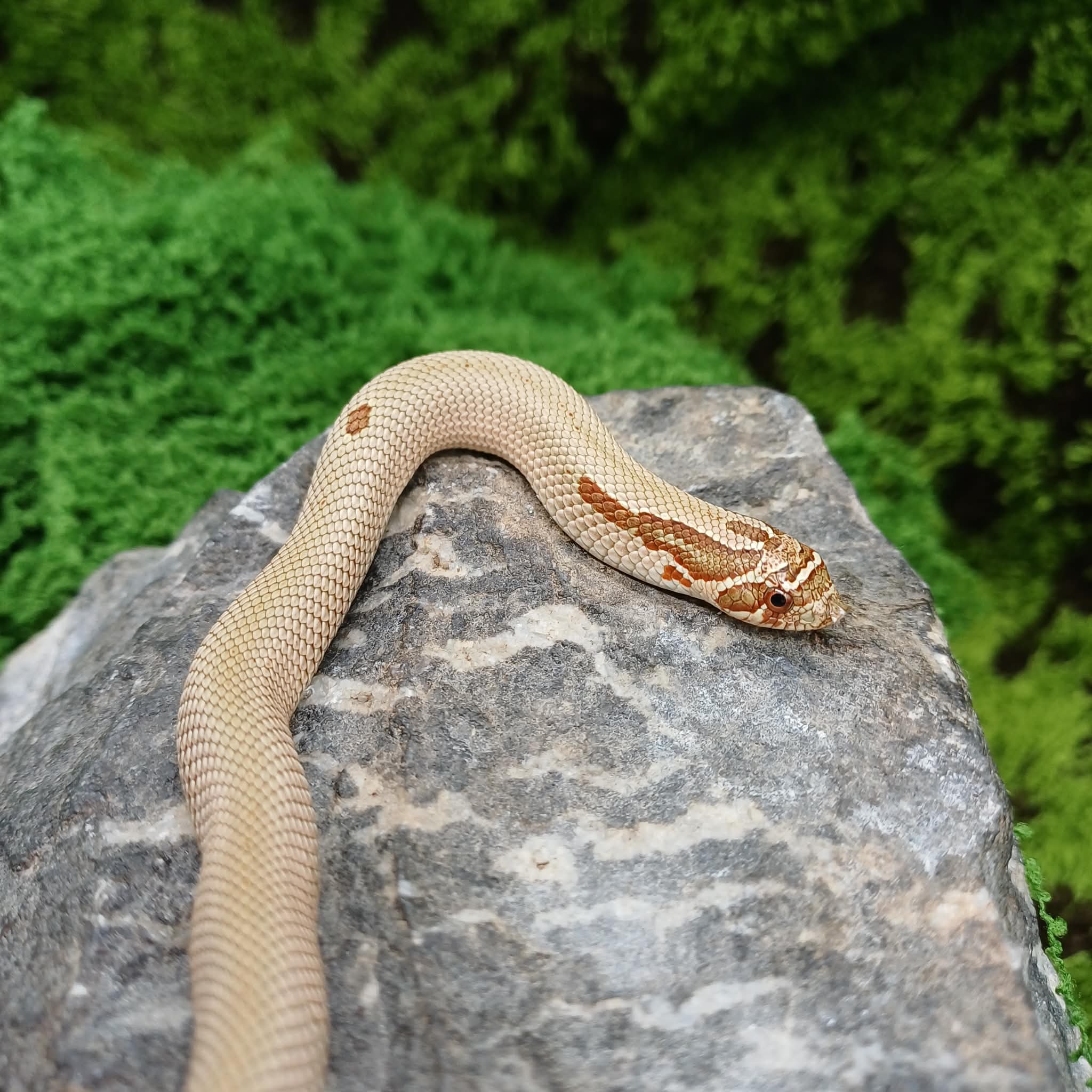 Superconda Baby Hognose Snake For Sale - Male