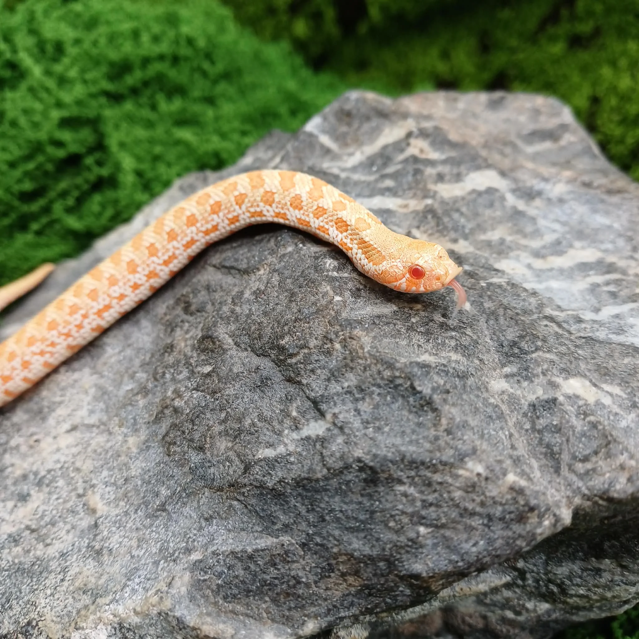 Albino Baby Hognose Snake For Sale - Female