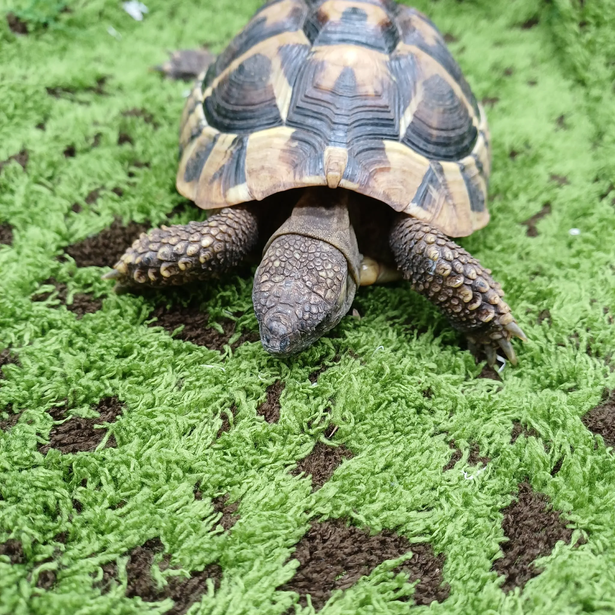 Garden Ready Hermann's Tortoise For Sale - Male