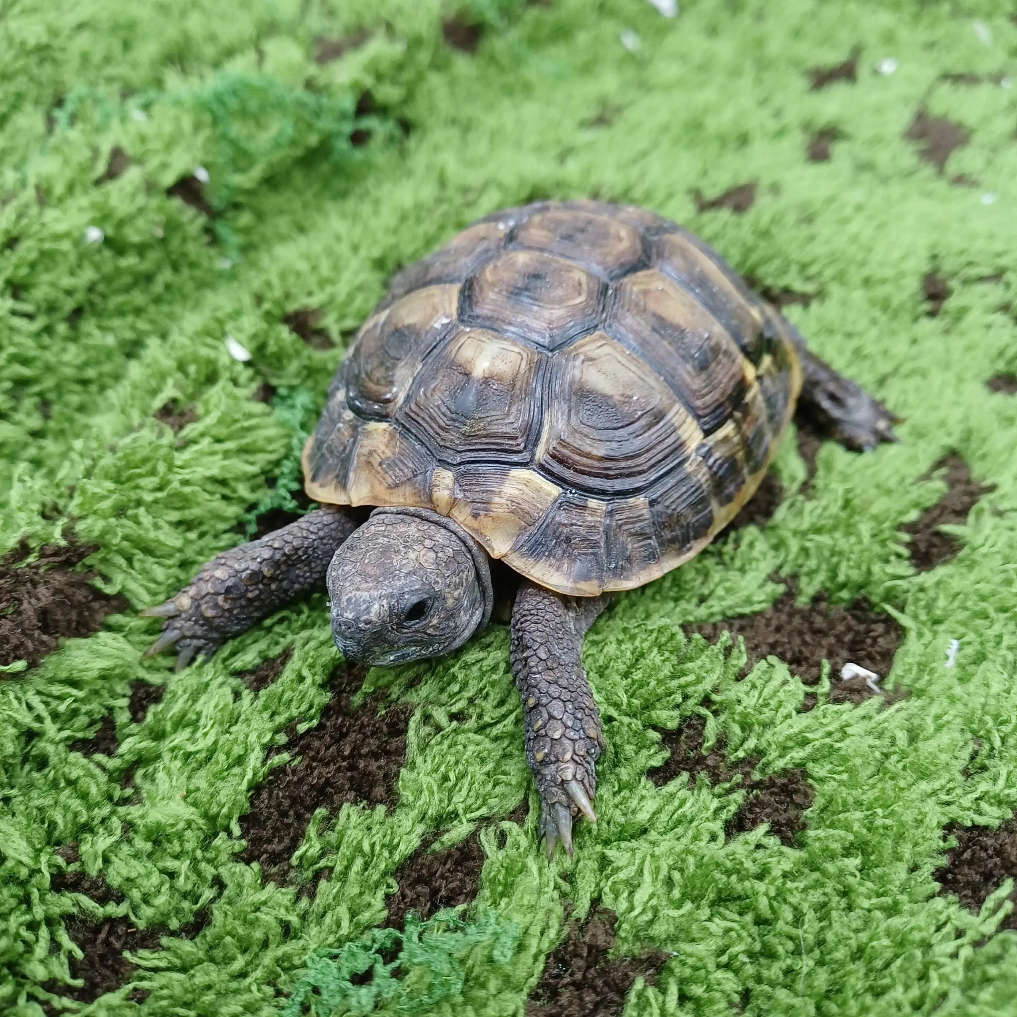 Young Hermann's Tortoises For Sale