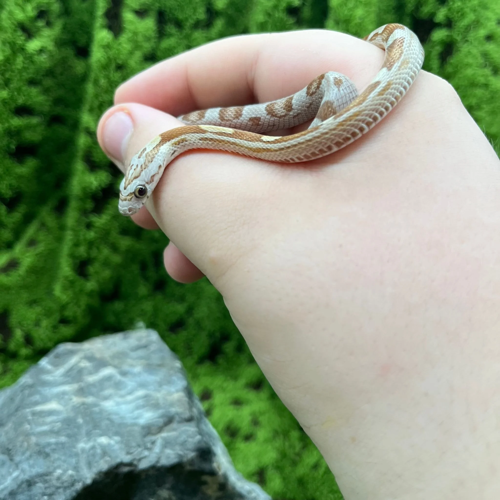 Gold Motley Baby Corn Snake For Sale - Female