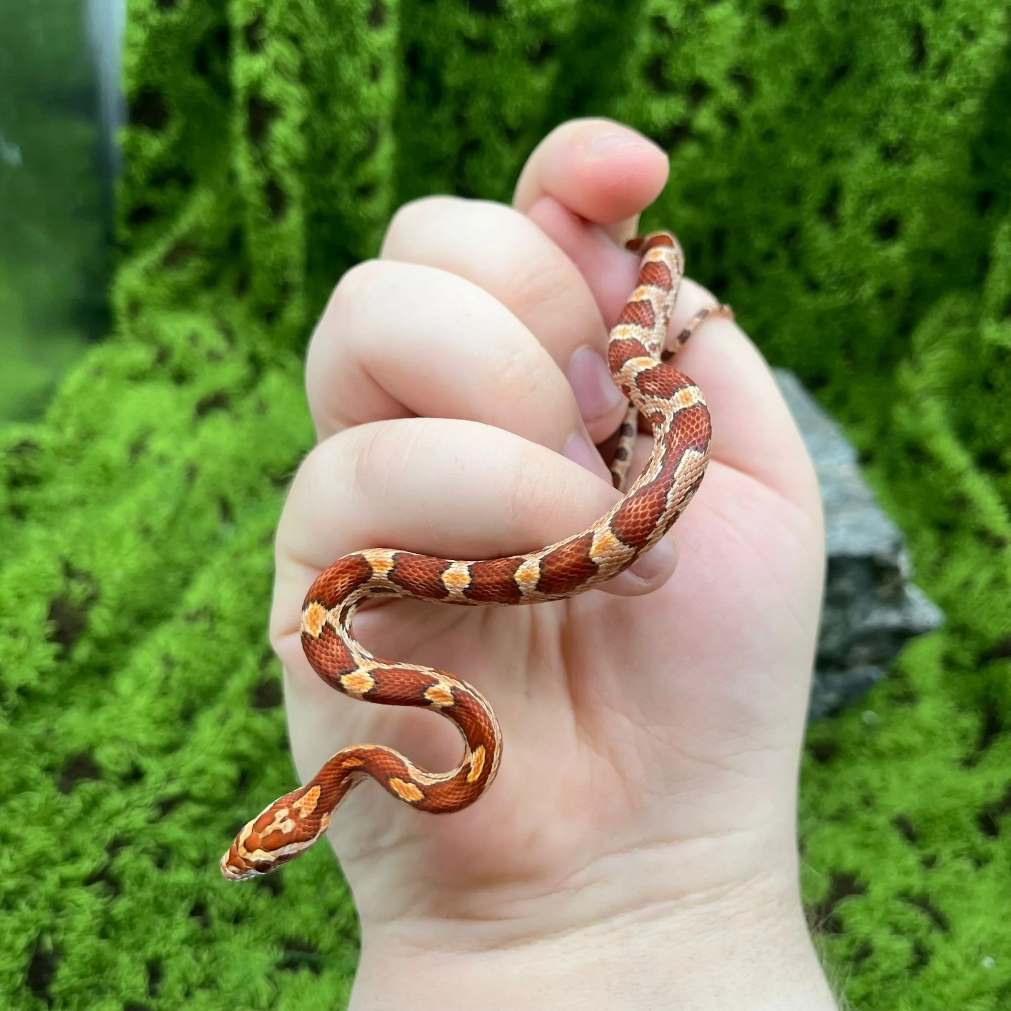 Sweet Baby Corn Snake For Sale - Male