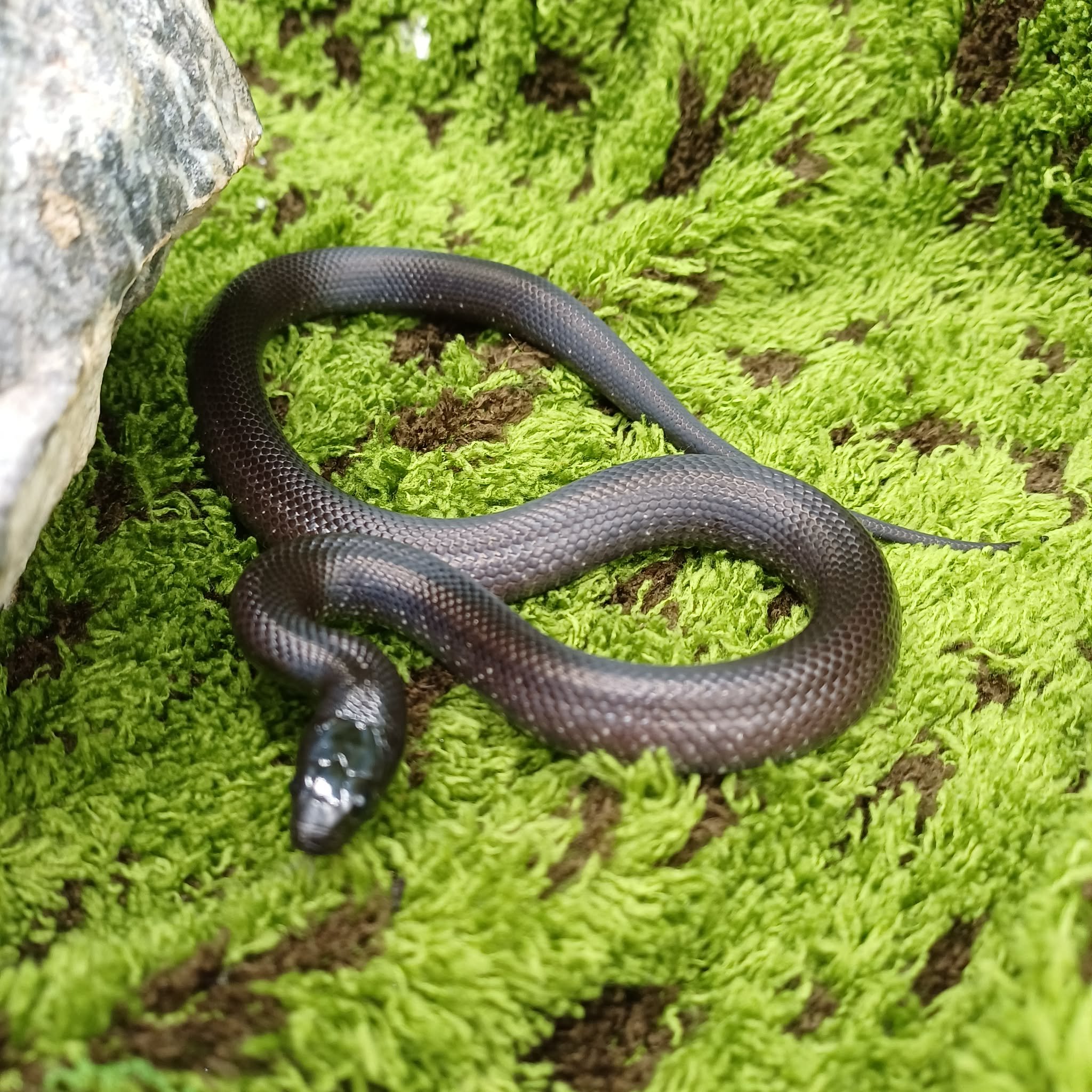 Baby Mexican Black Kingsnake For Sale - Male