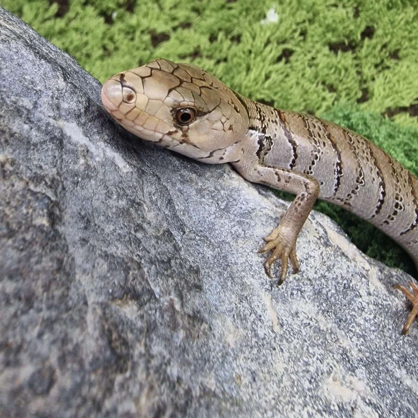 Pink-Tongued Skink For Sale