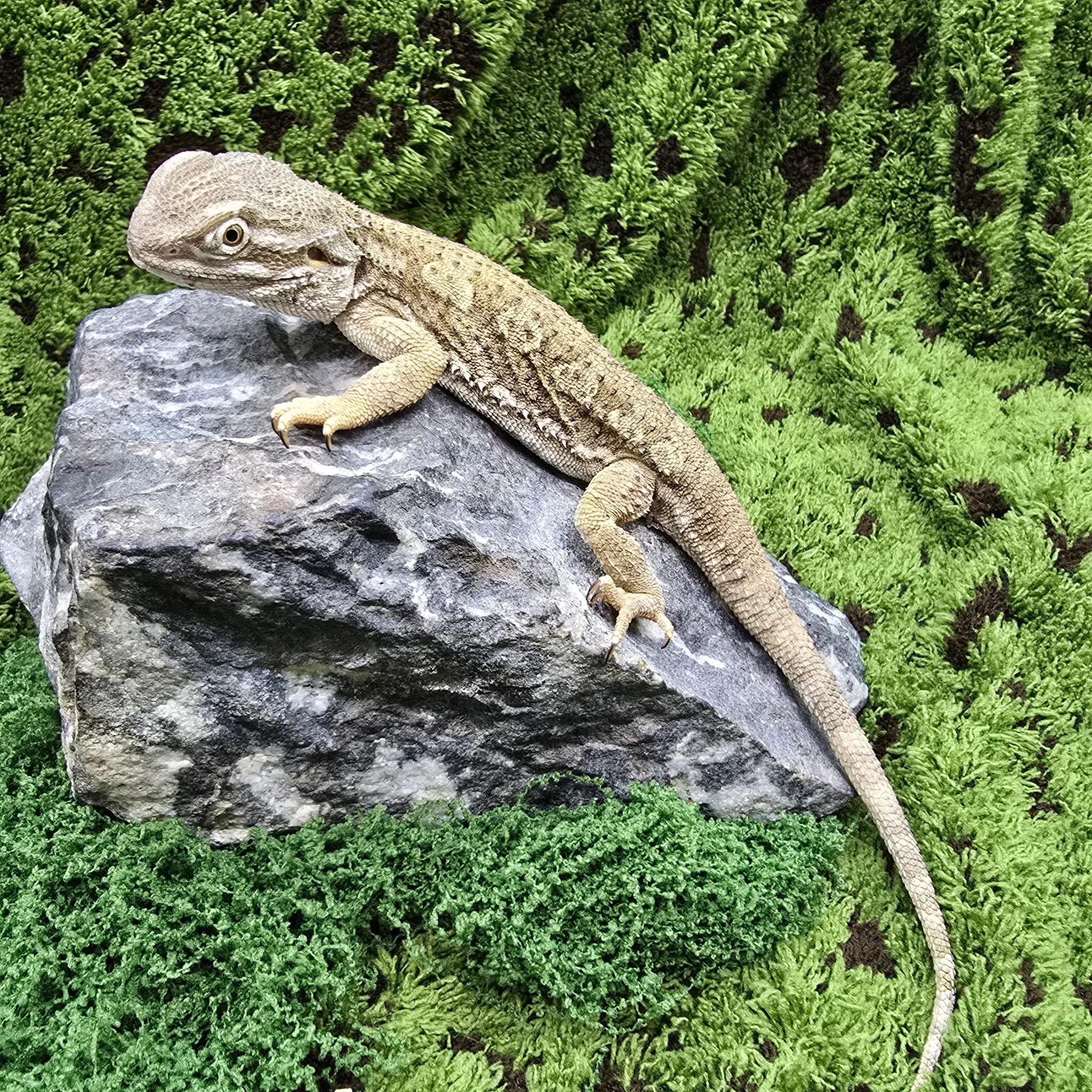 Rankin's Dragon For Sale - Male