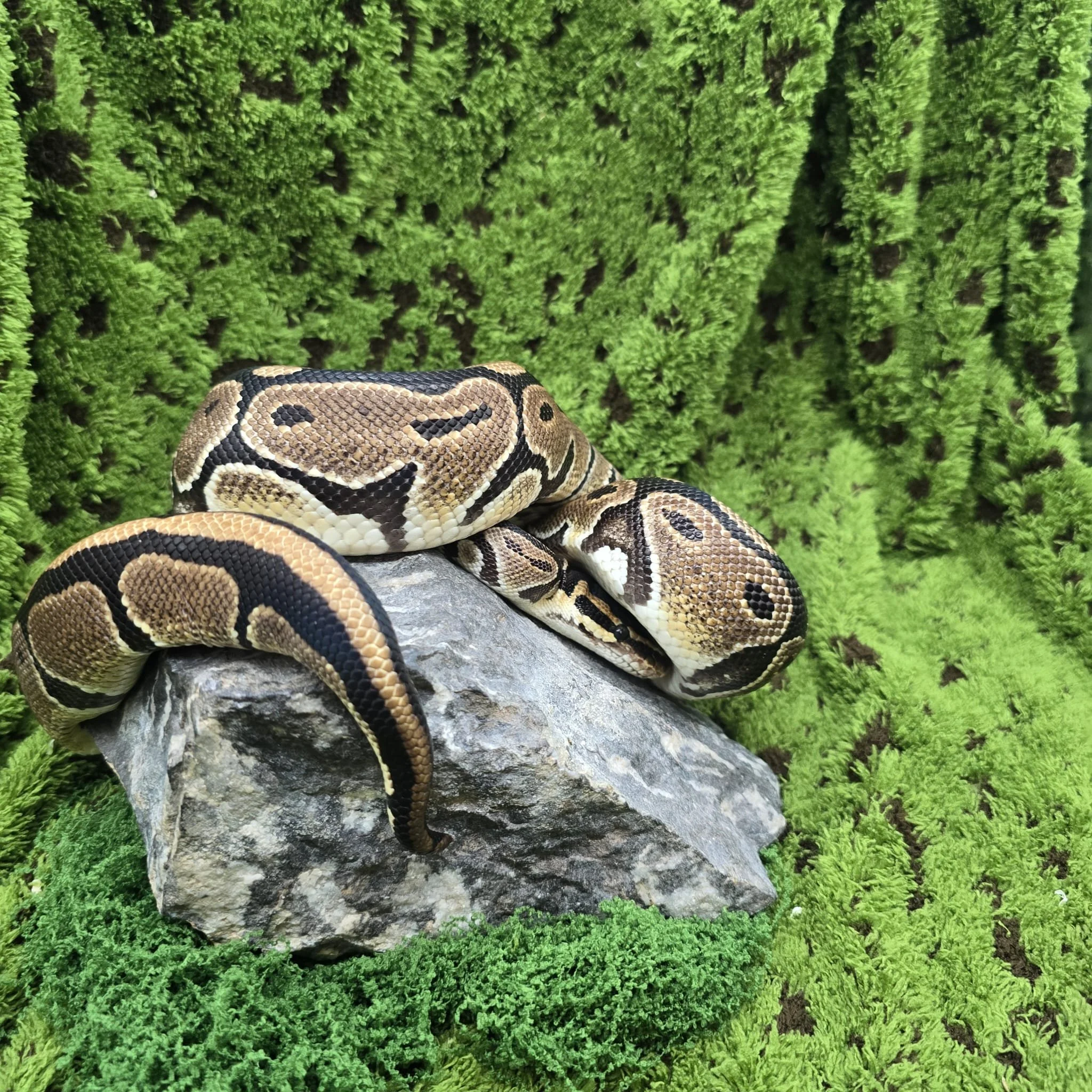 Lovely Male Ball Python For Sale - 2yrs old